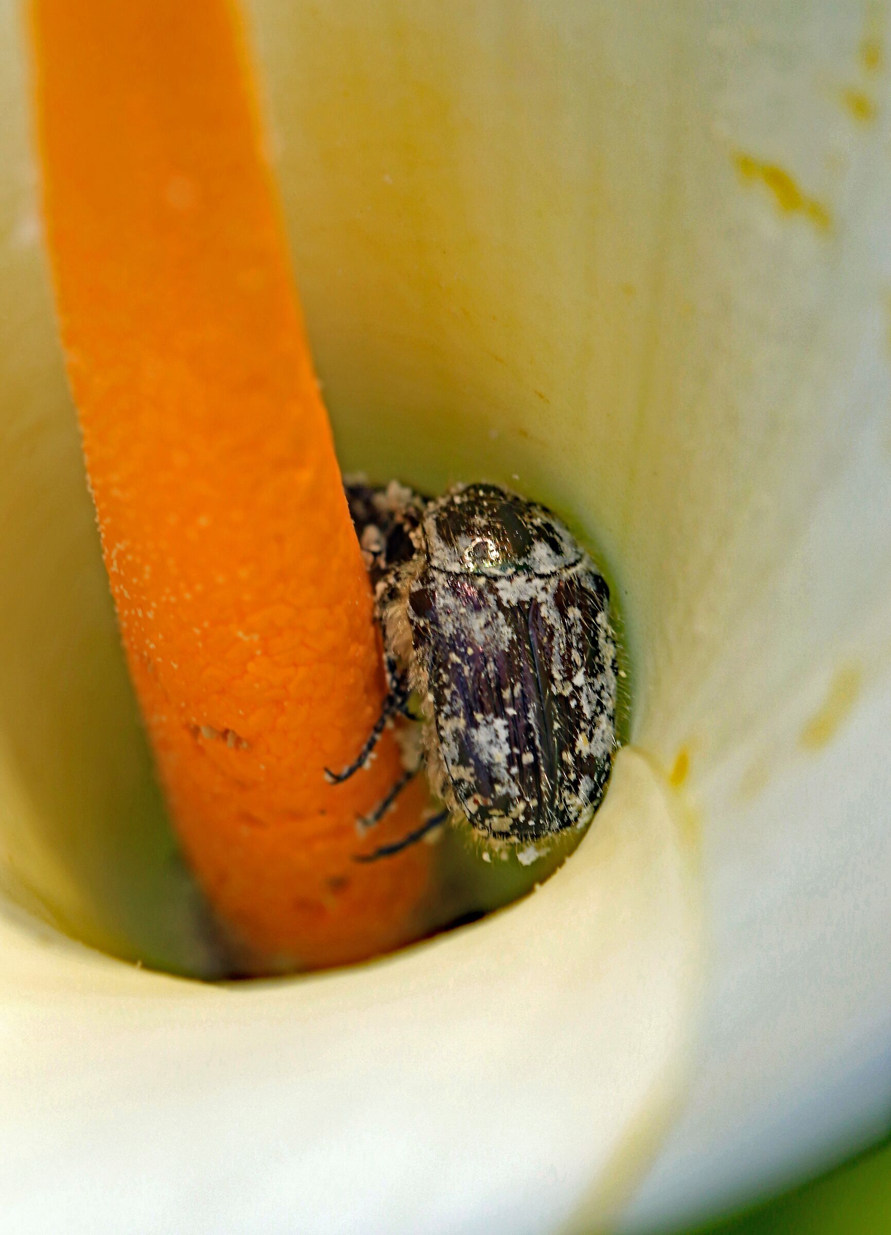 Dobbiamo stare "vicini vicini" ...