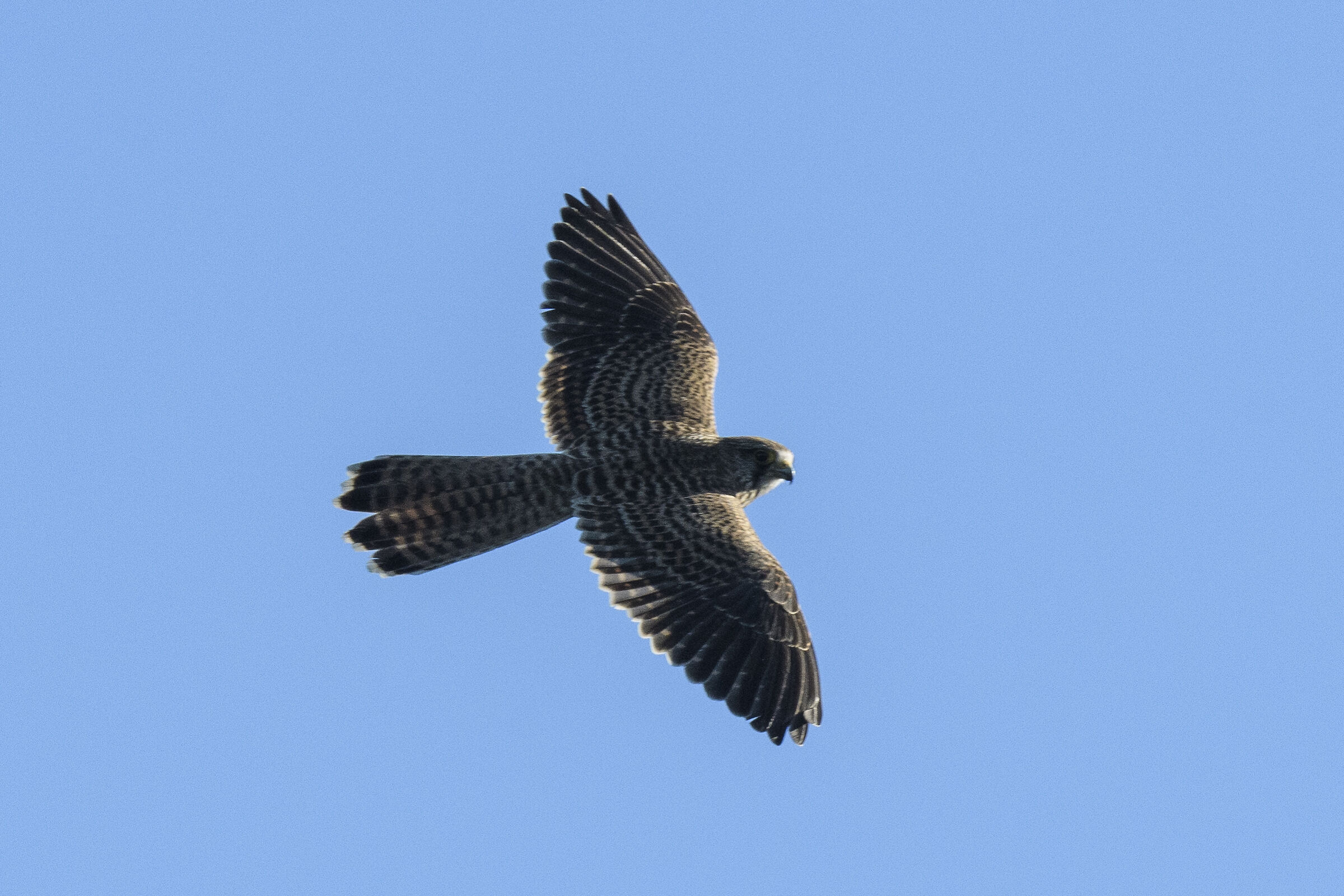 Kestrel