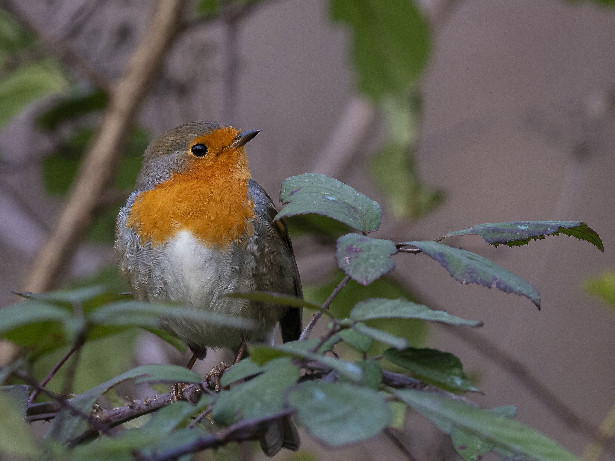 Robin