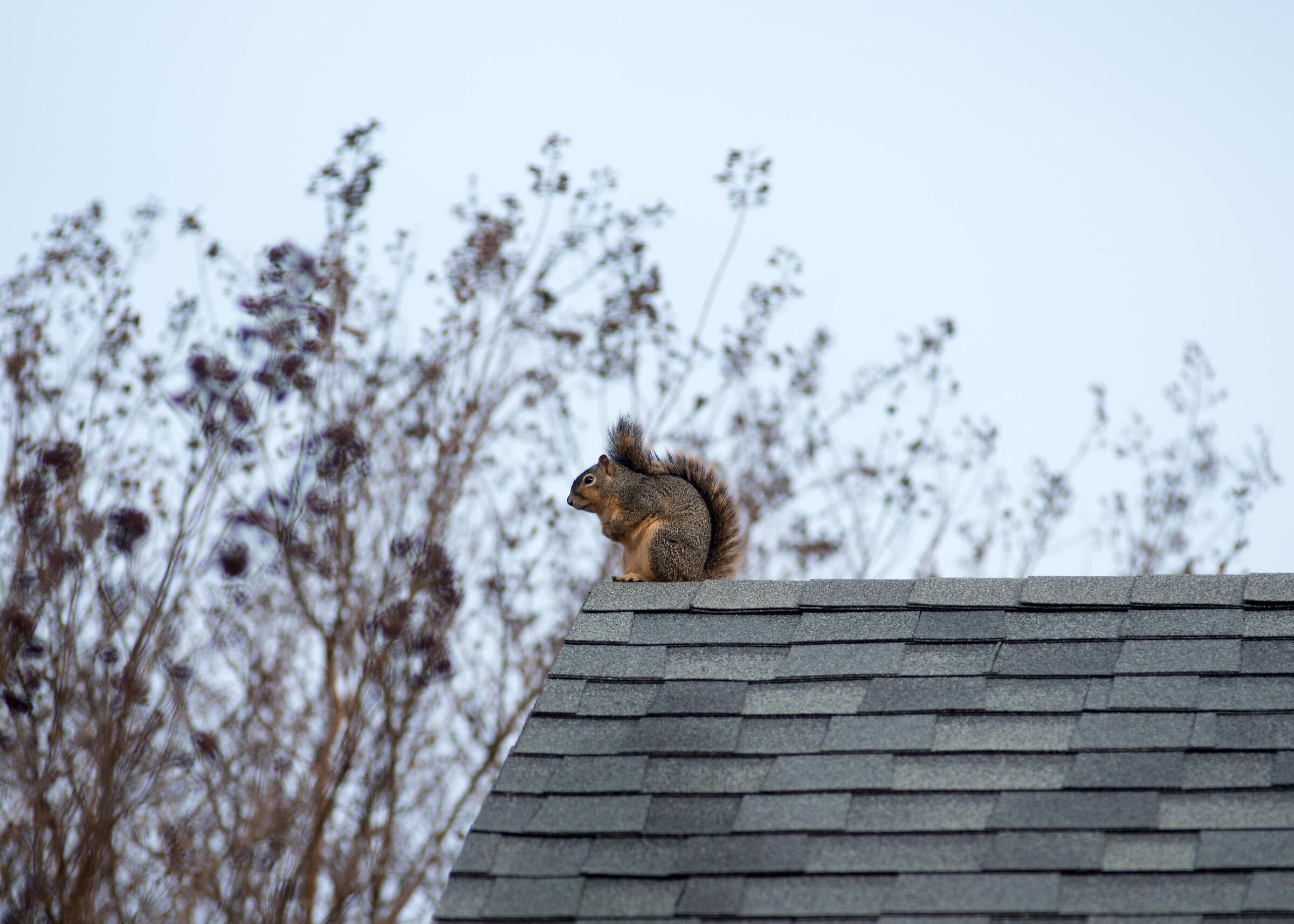 Squirrel Architectural Elements?