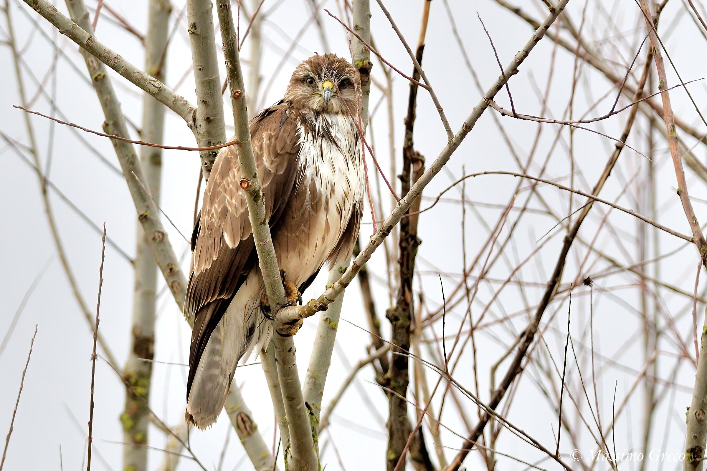 Common Poiana (Buteo buteo)