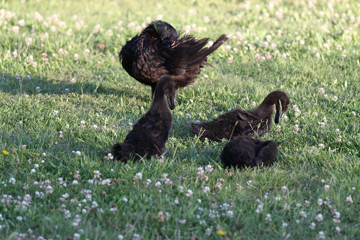 Famiglia pulizia di routine