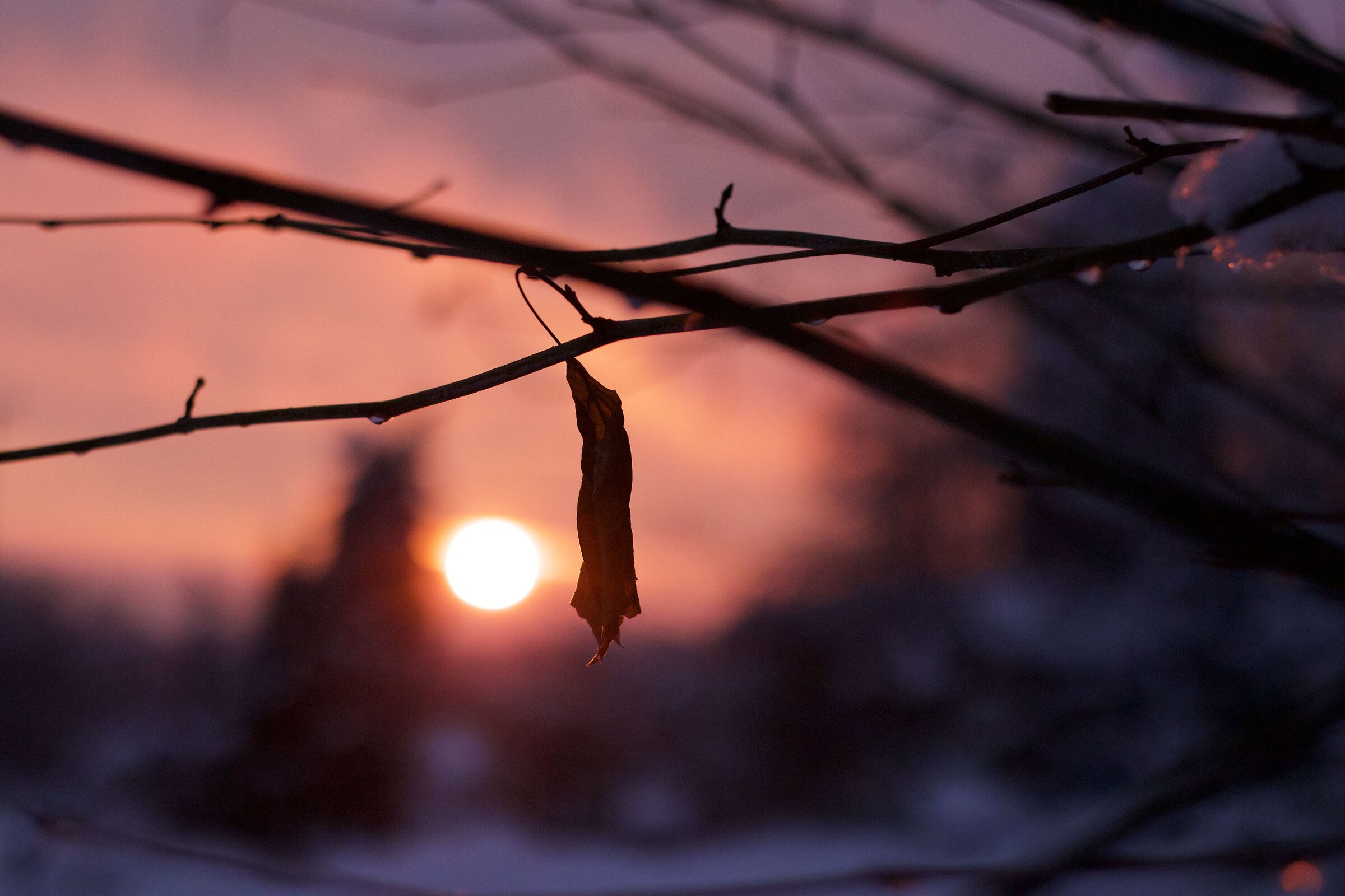 Neve