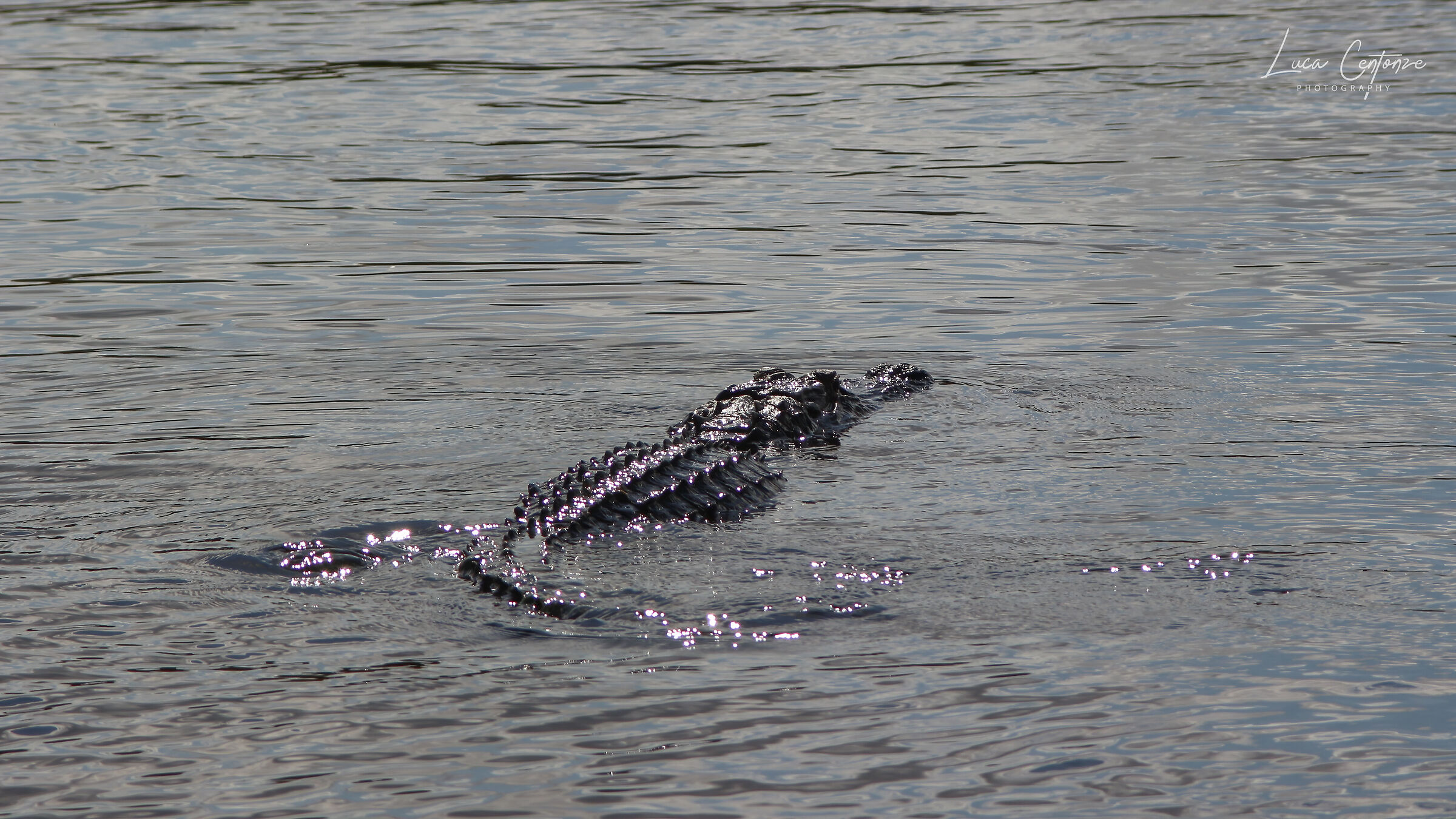 Alligatore Everglades Miami (fl)