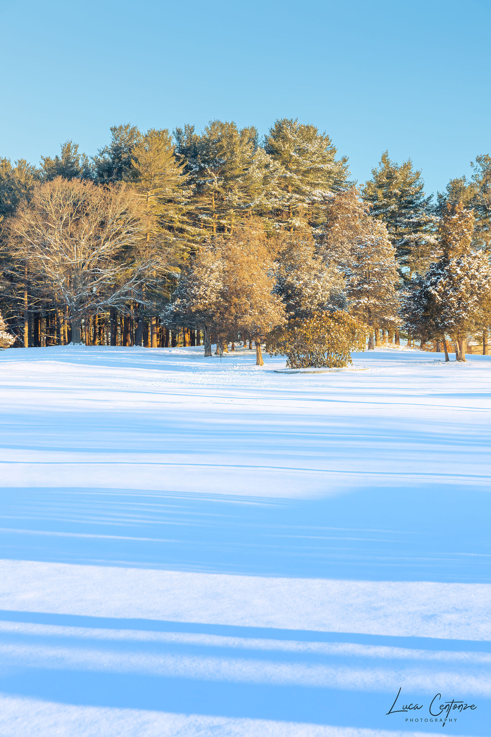 Common garden Burlington (ma)
