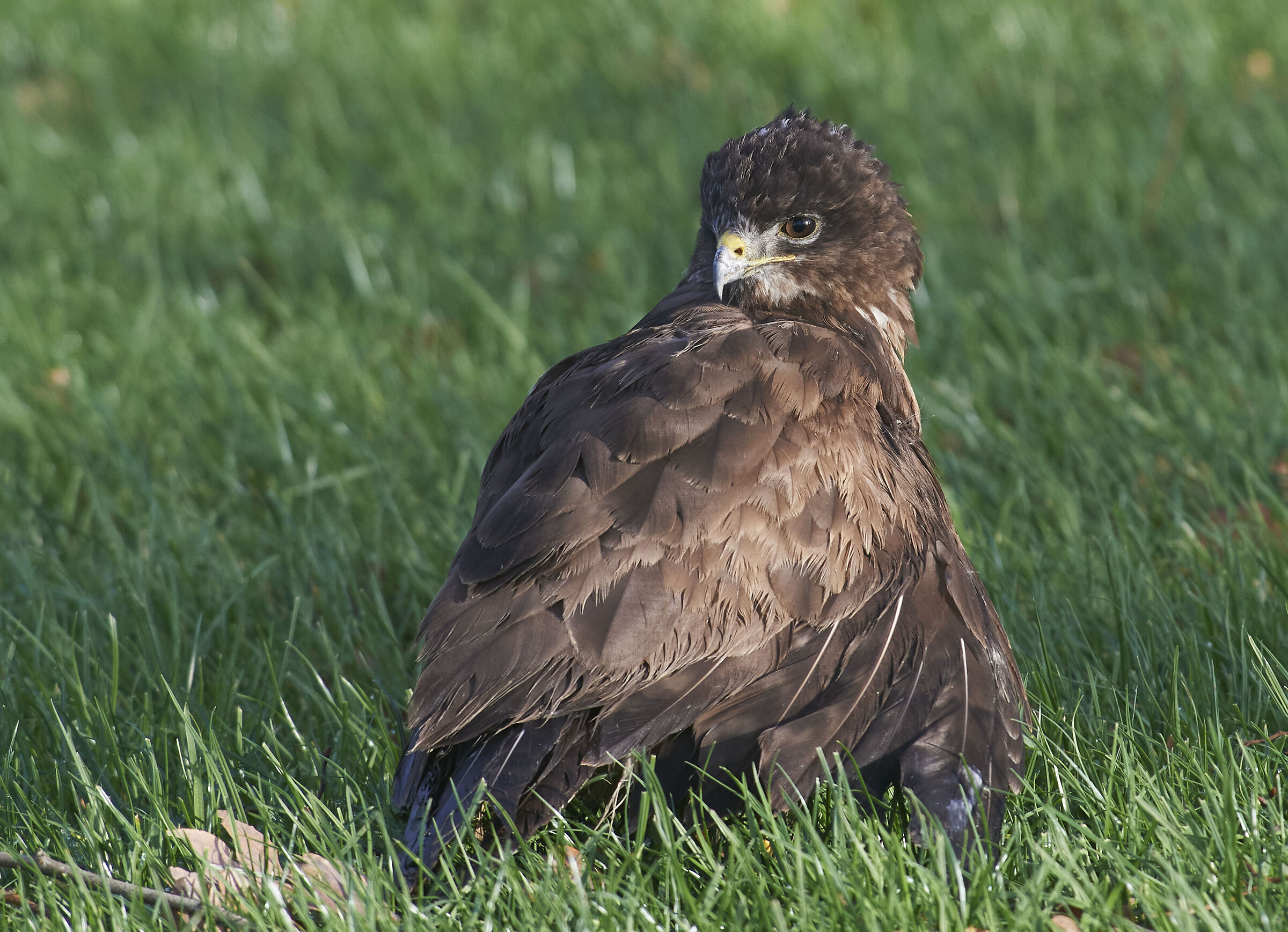 Poiana comune europea (Buteo buteo)