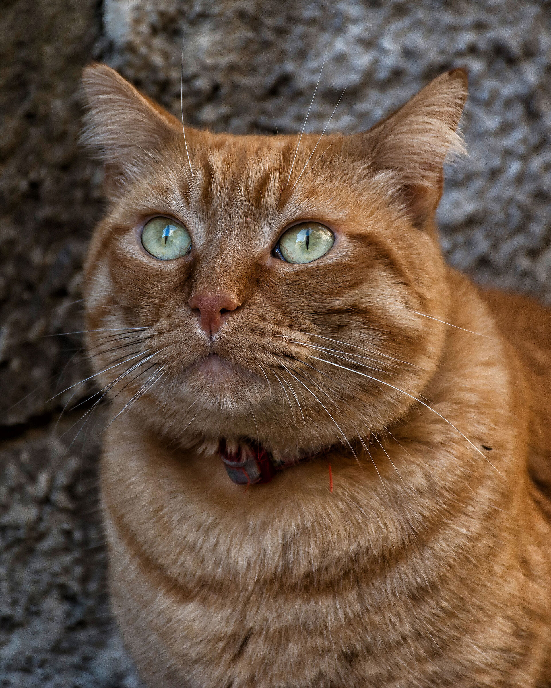 Mi chiamano garfield