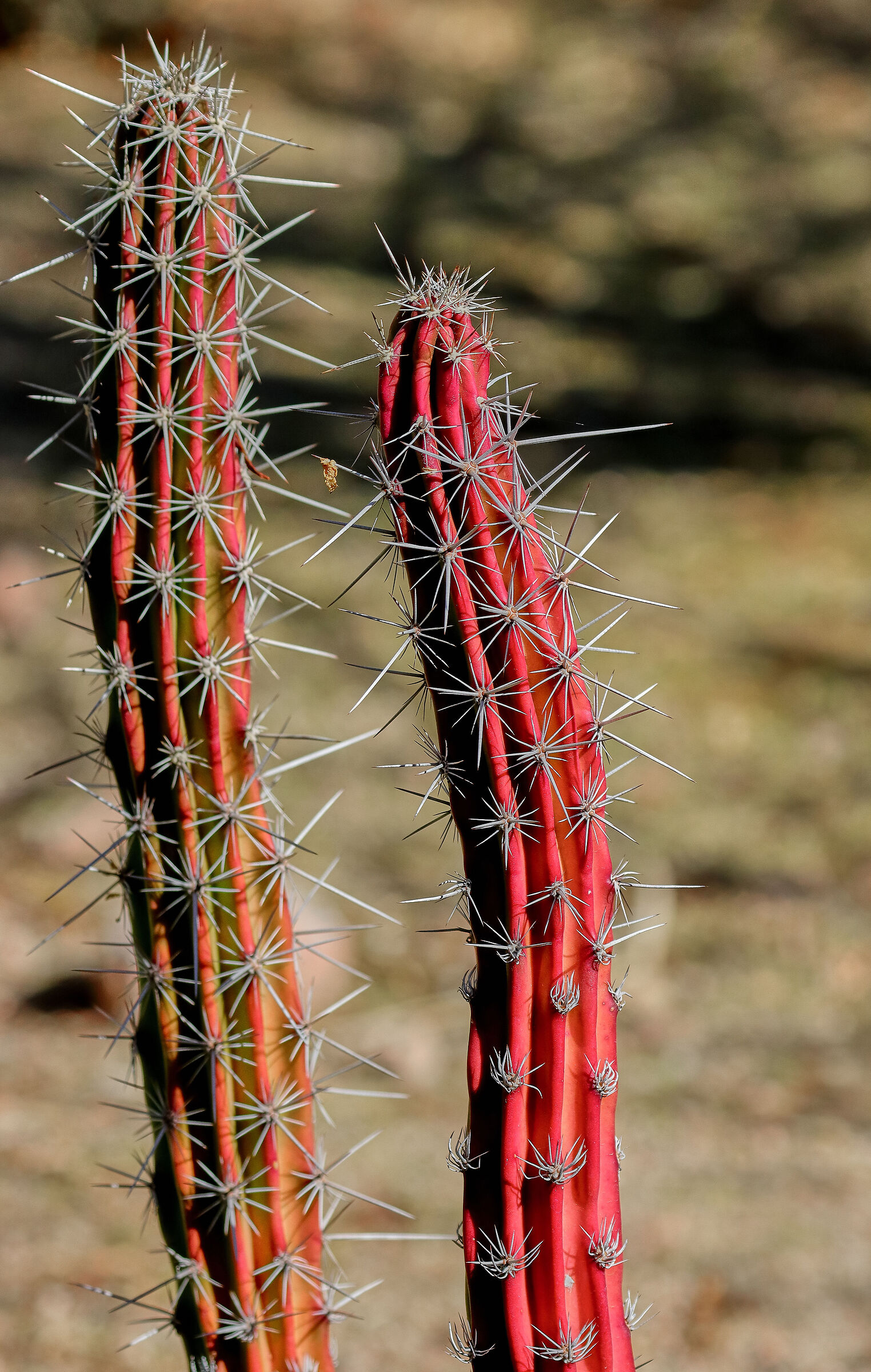Cactus rosso
