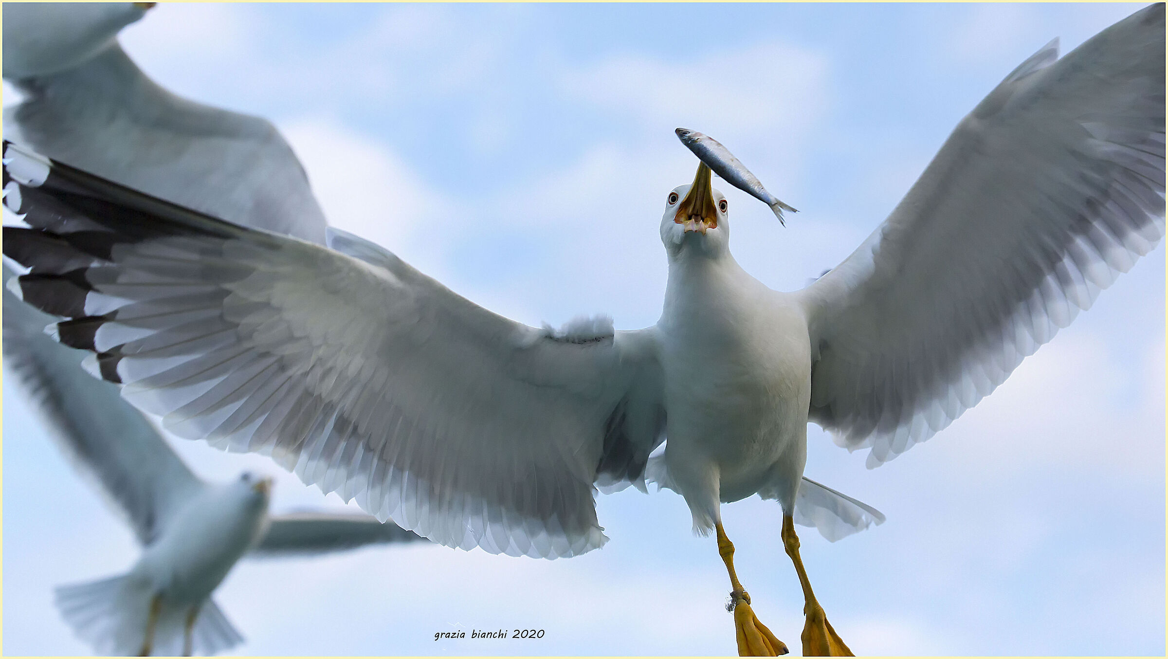 Gabbiano reale (Larus michahellis)