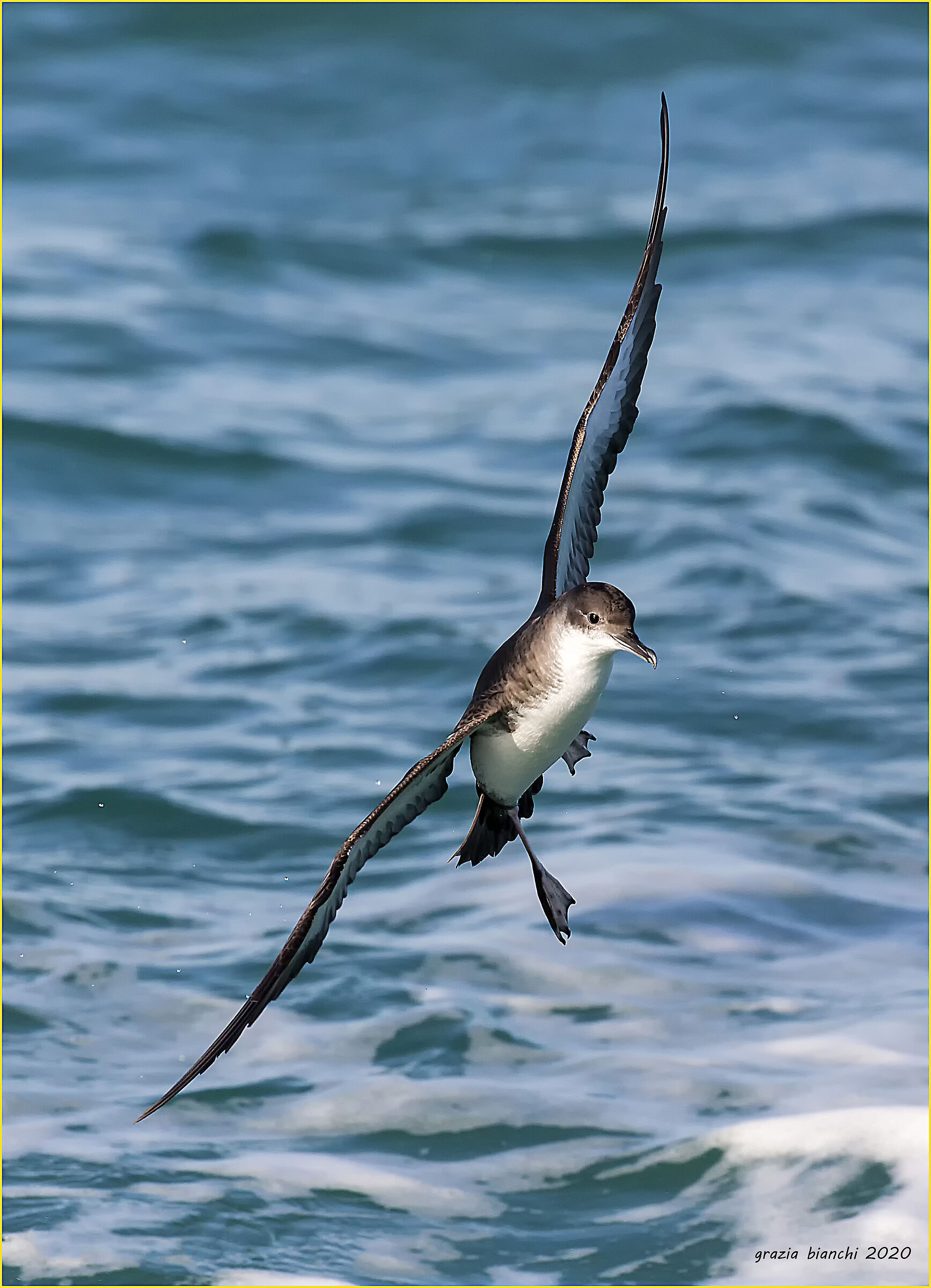 Berta minore (Puffinus yelkouan)