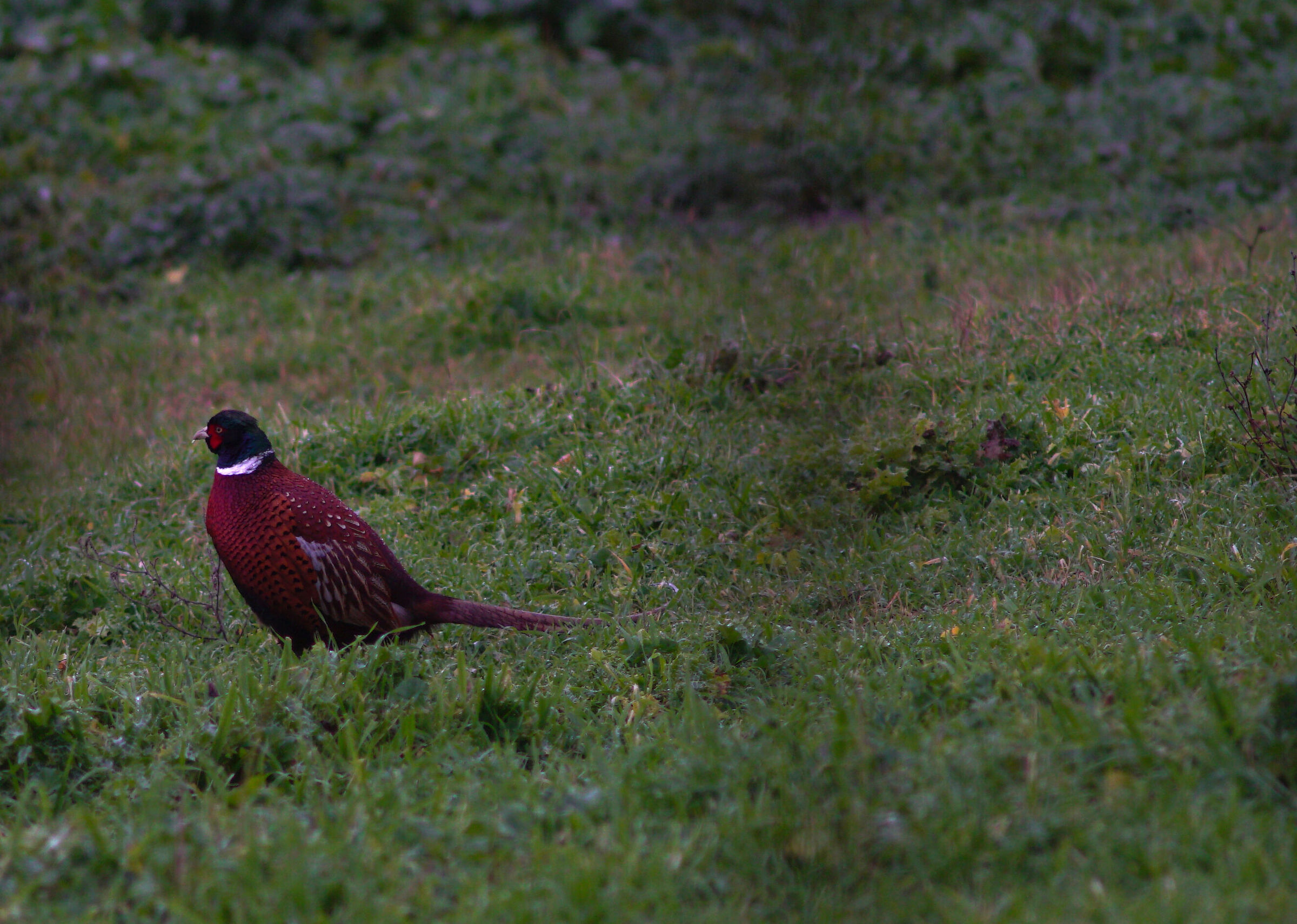 Pheasant in the Marcigliana_Roma
