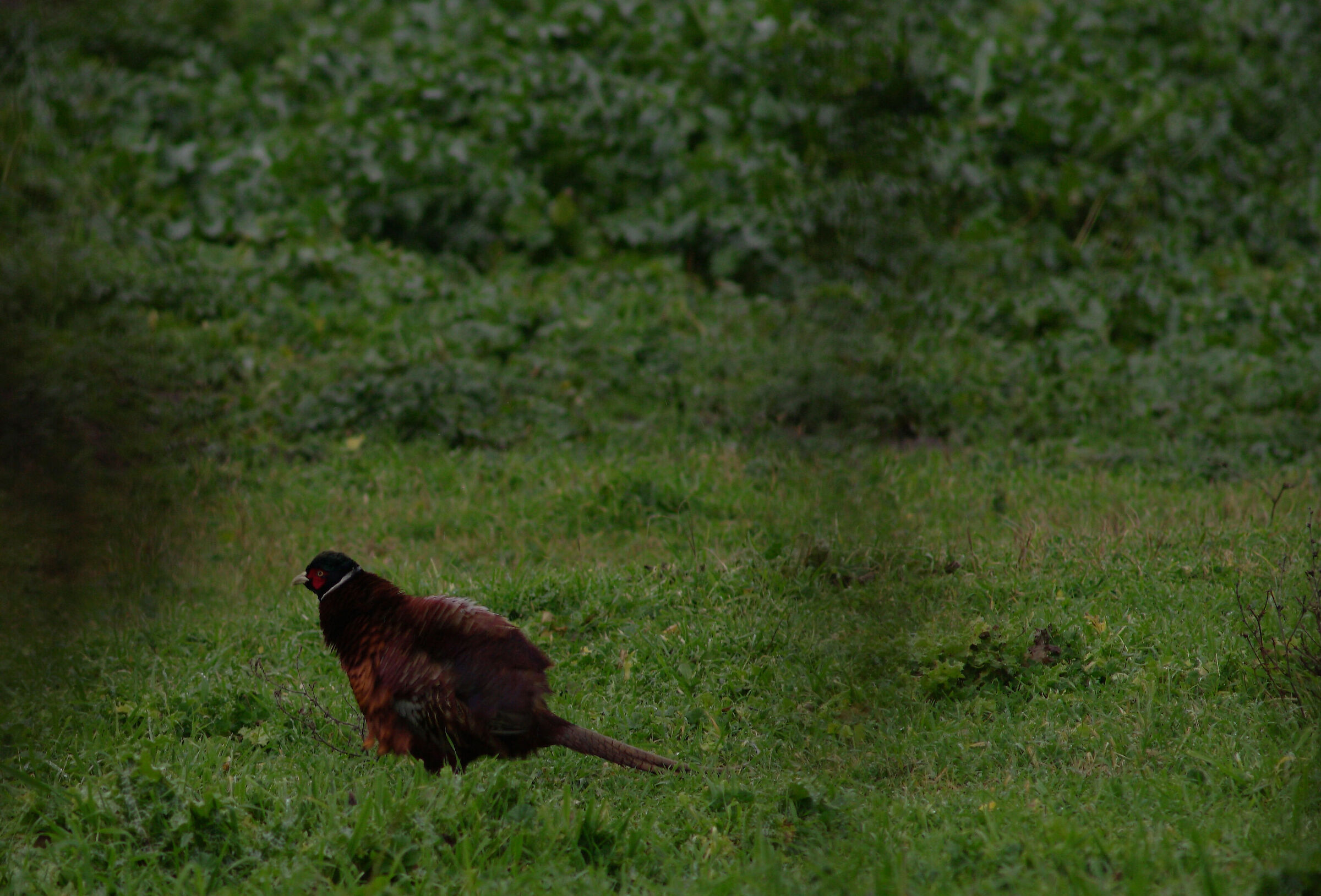 Pheasant in the Marcigliana_Roma