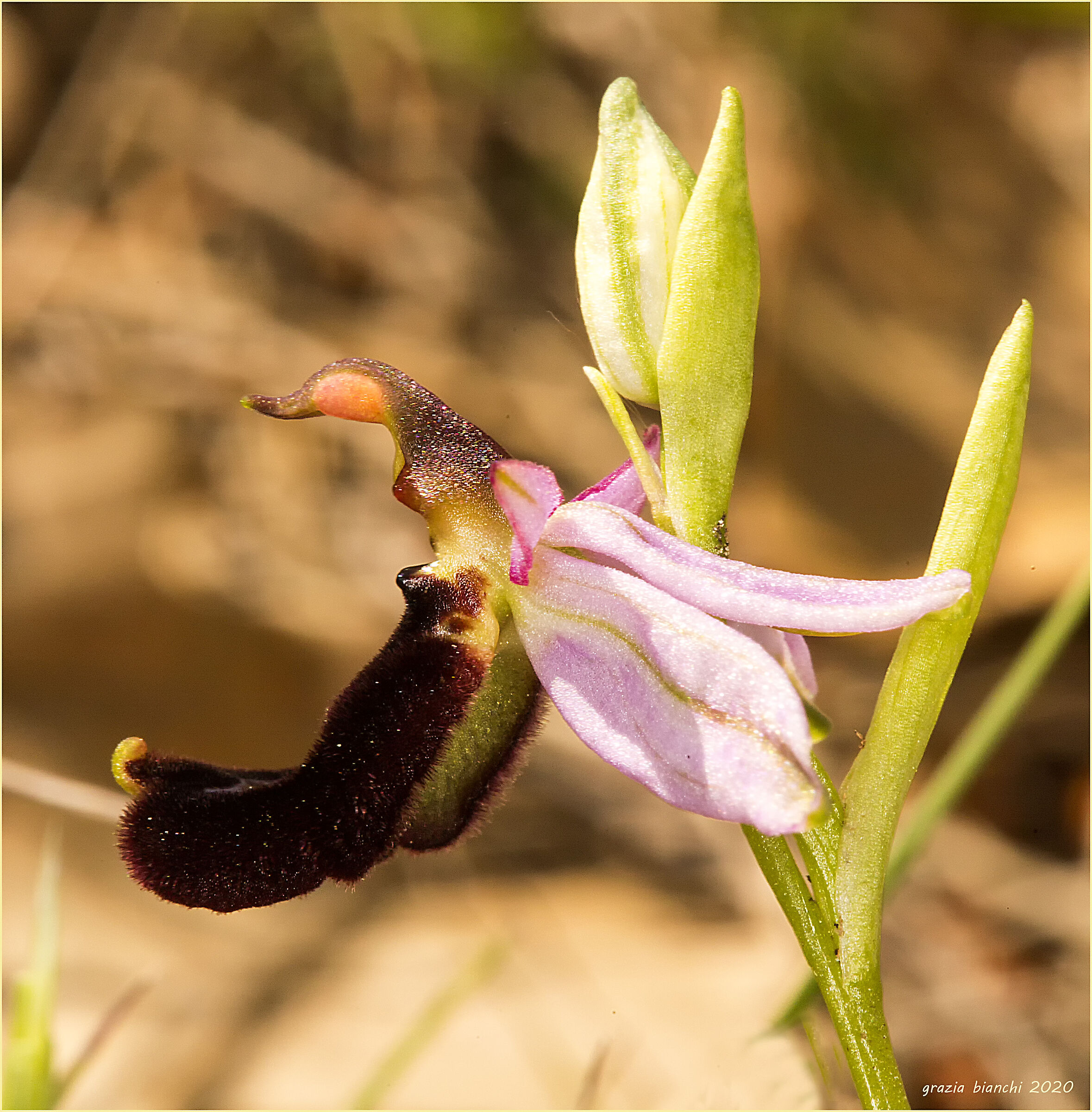 Orchidea spontanea - Ophrys bertolonii)