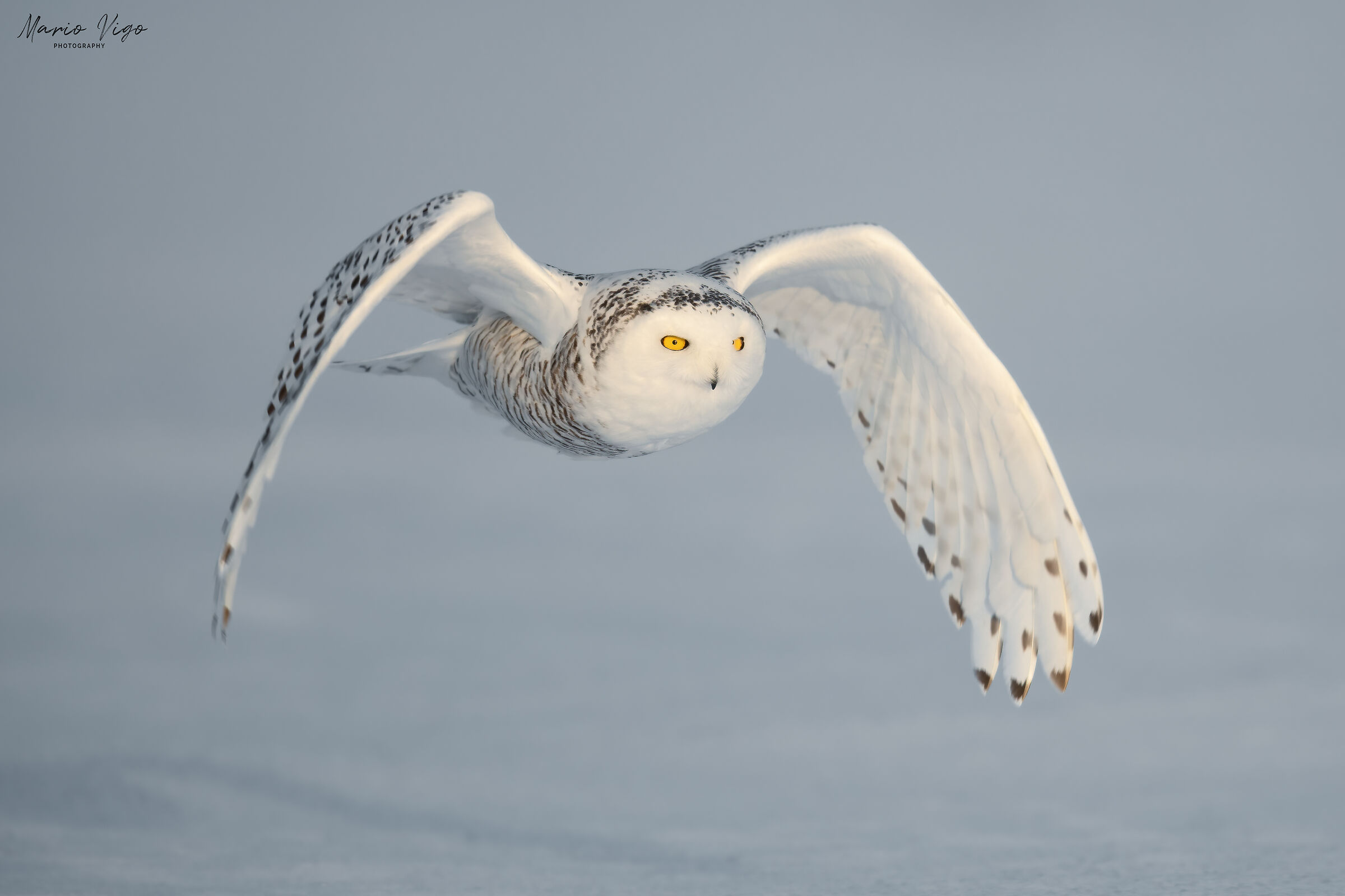 Snowy Owl