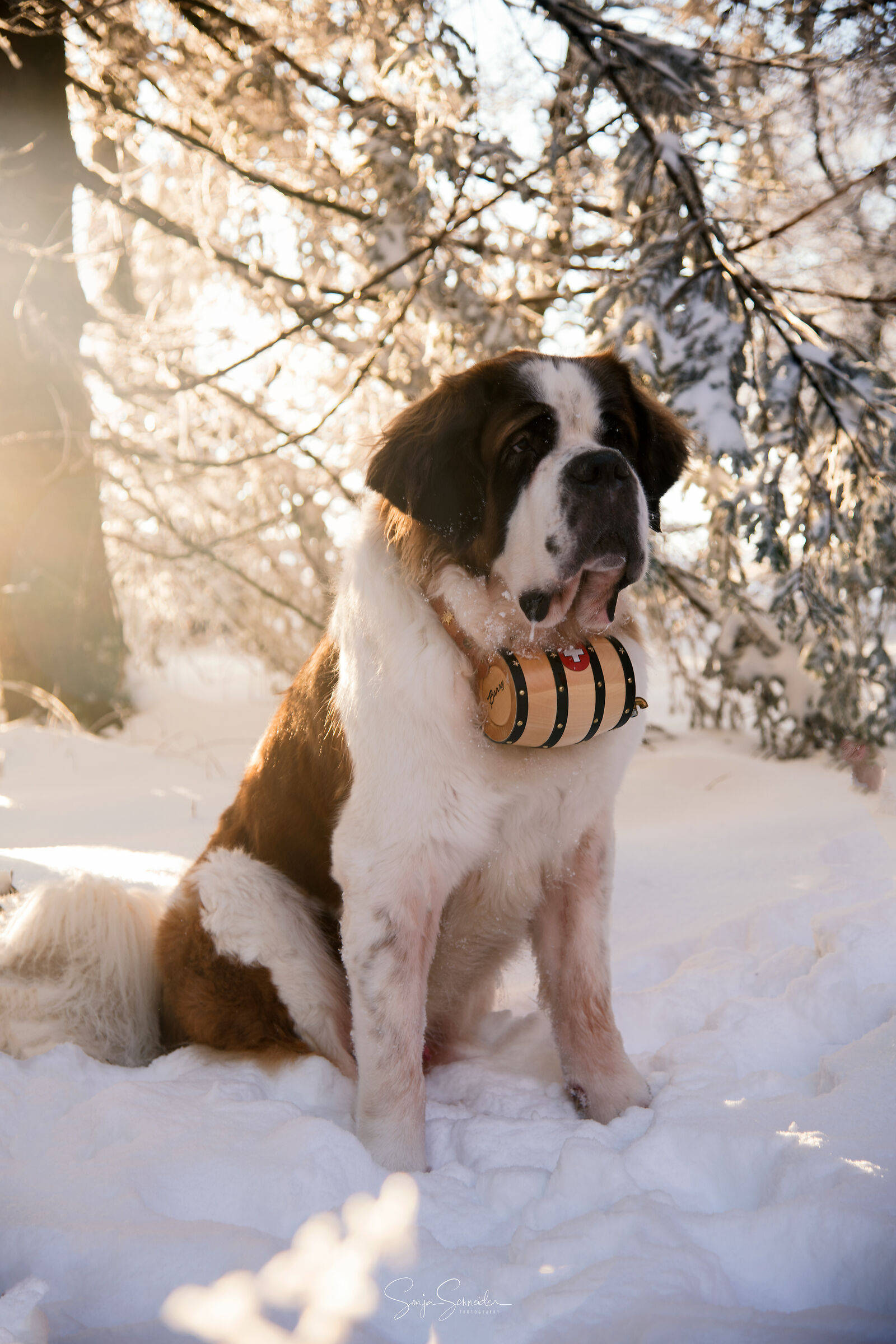 Saint Bernard Kilian
