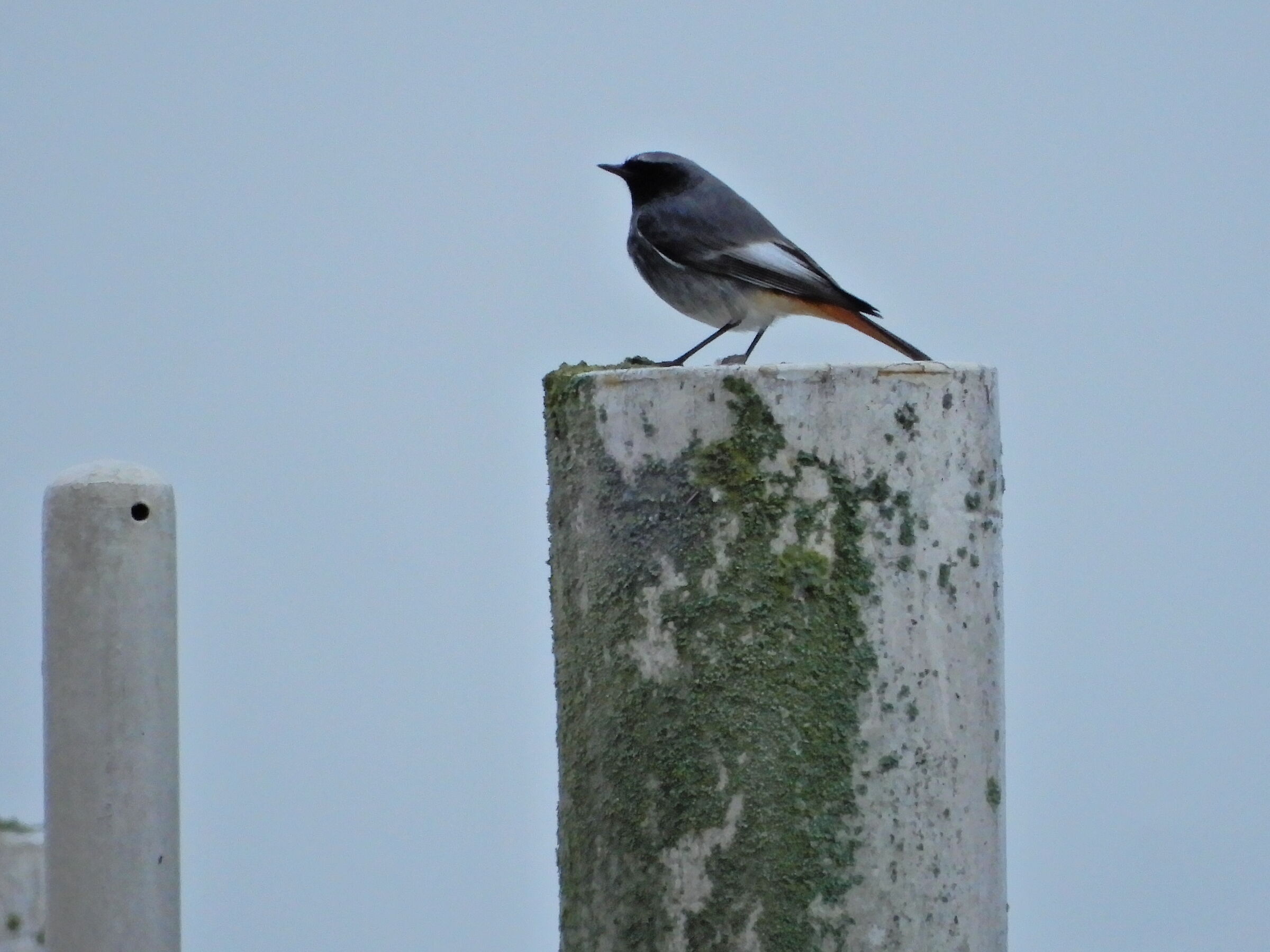 Codirosso spazzacamino sotto la pioggia