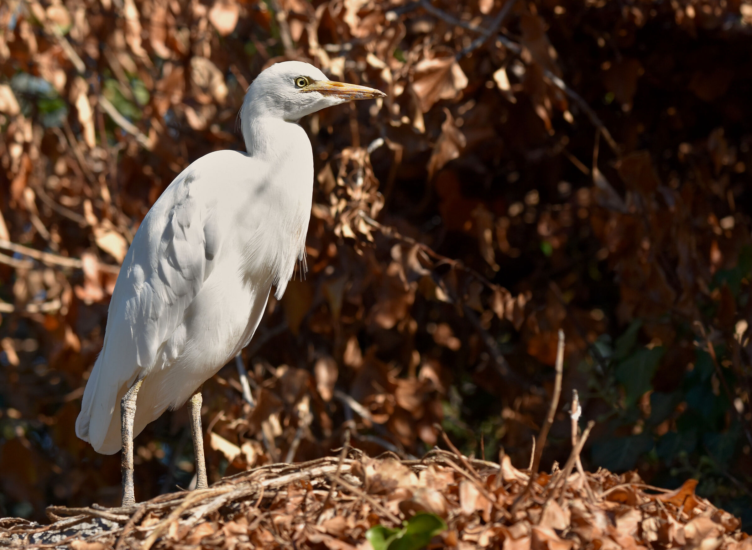 Occhio che vi ho visto!!!
