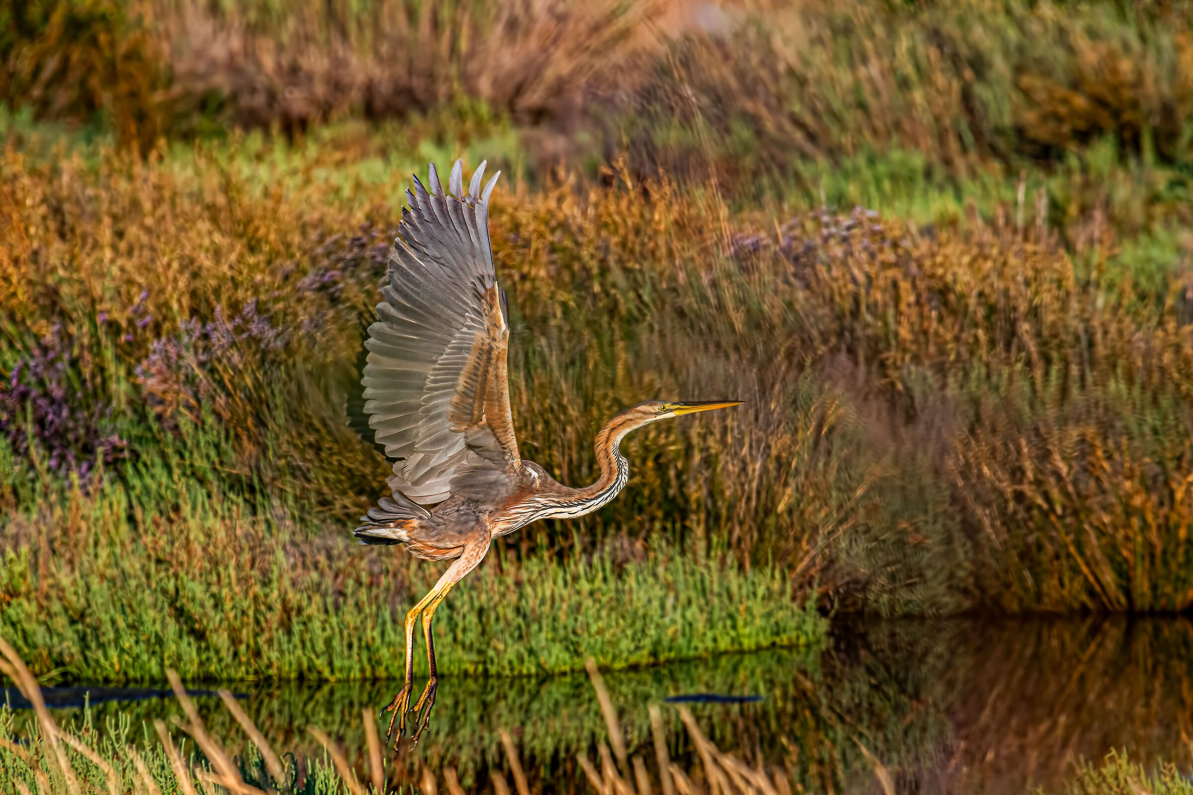 Red Heron