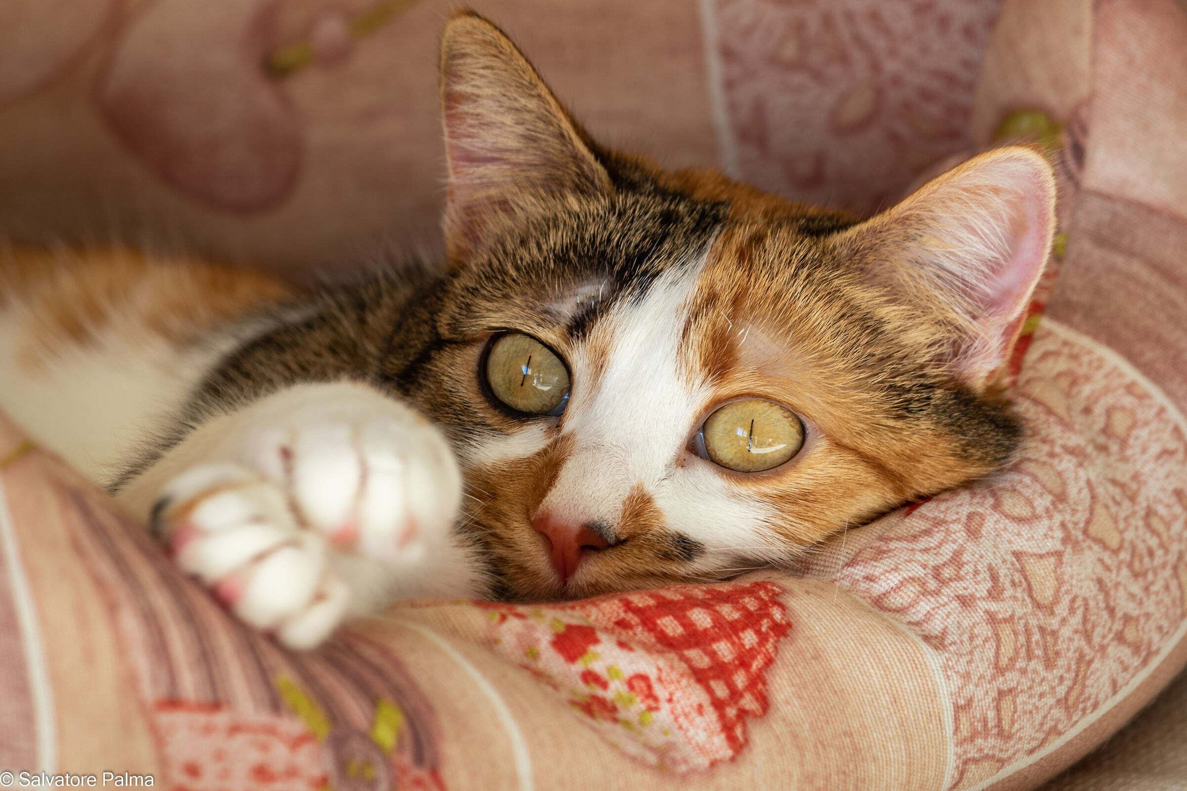 Chissà, chissà, domani...