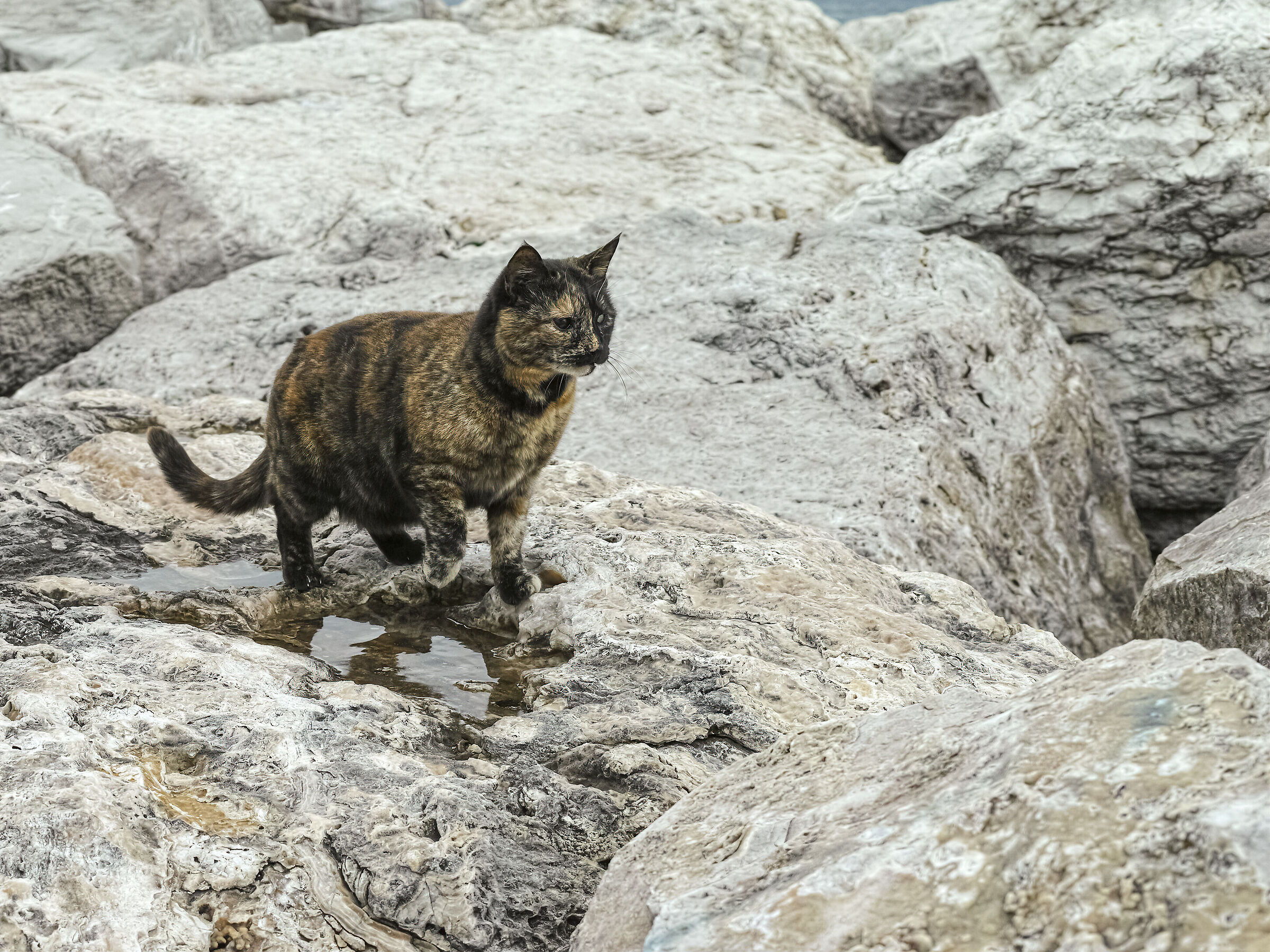 SandoKat il terrore della scogliera...