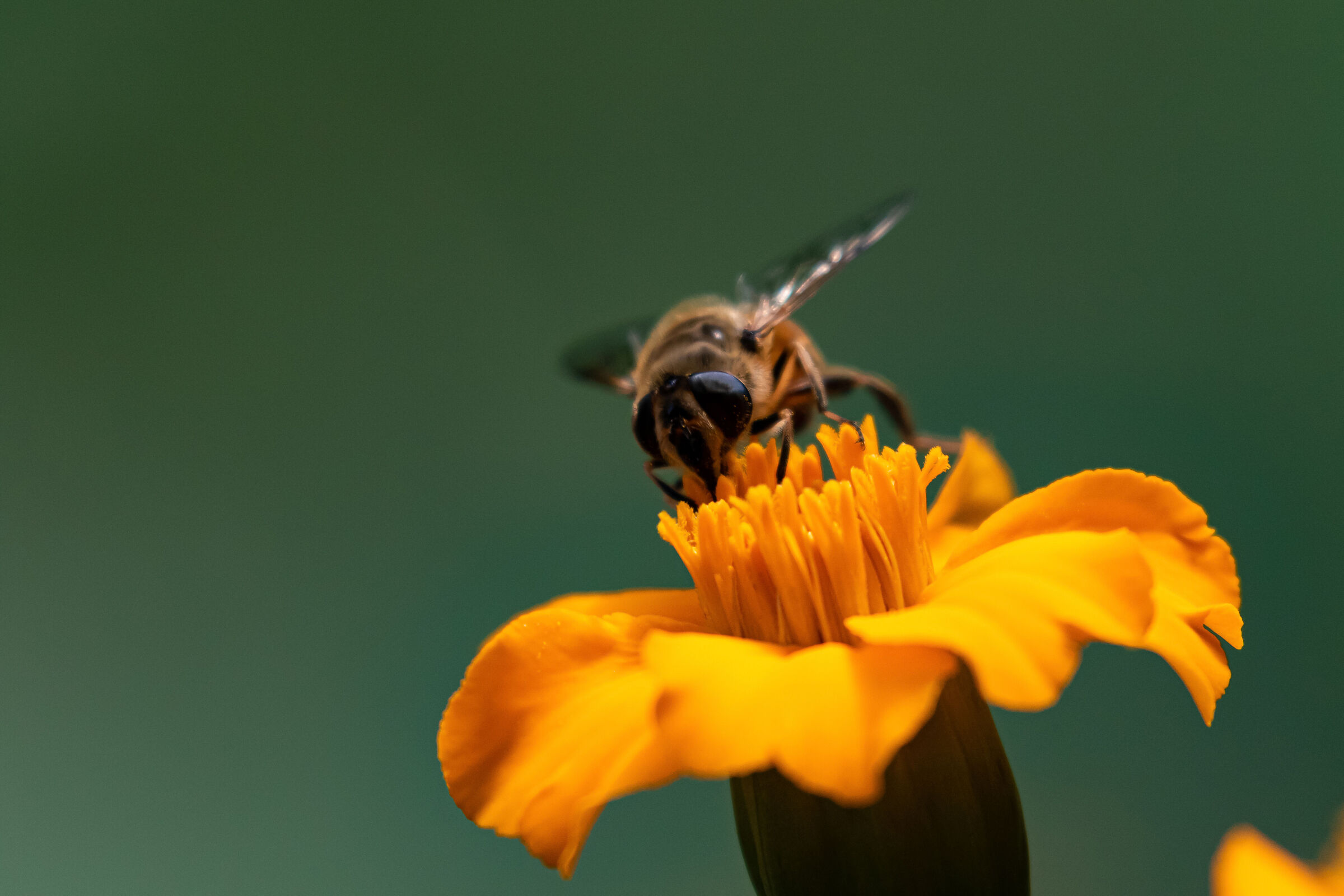 Eristalis Tenax