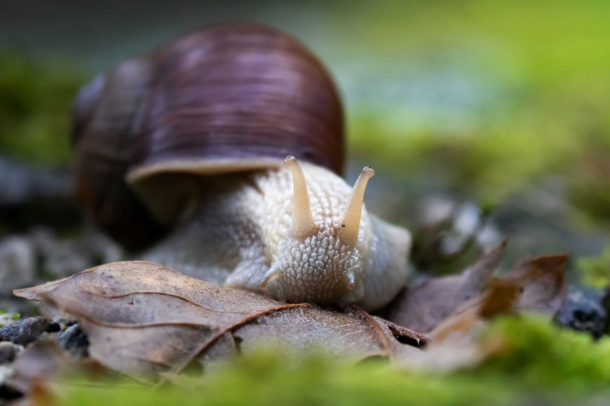 Snail, 20