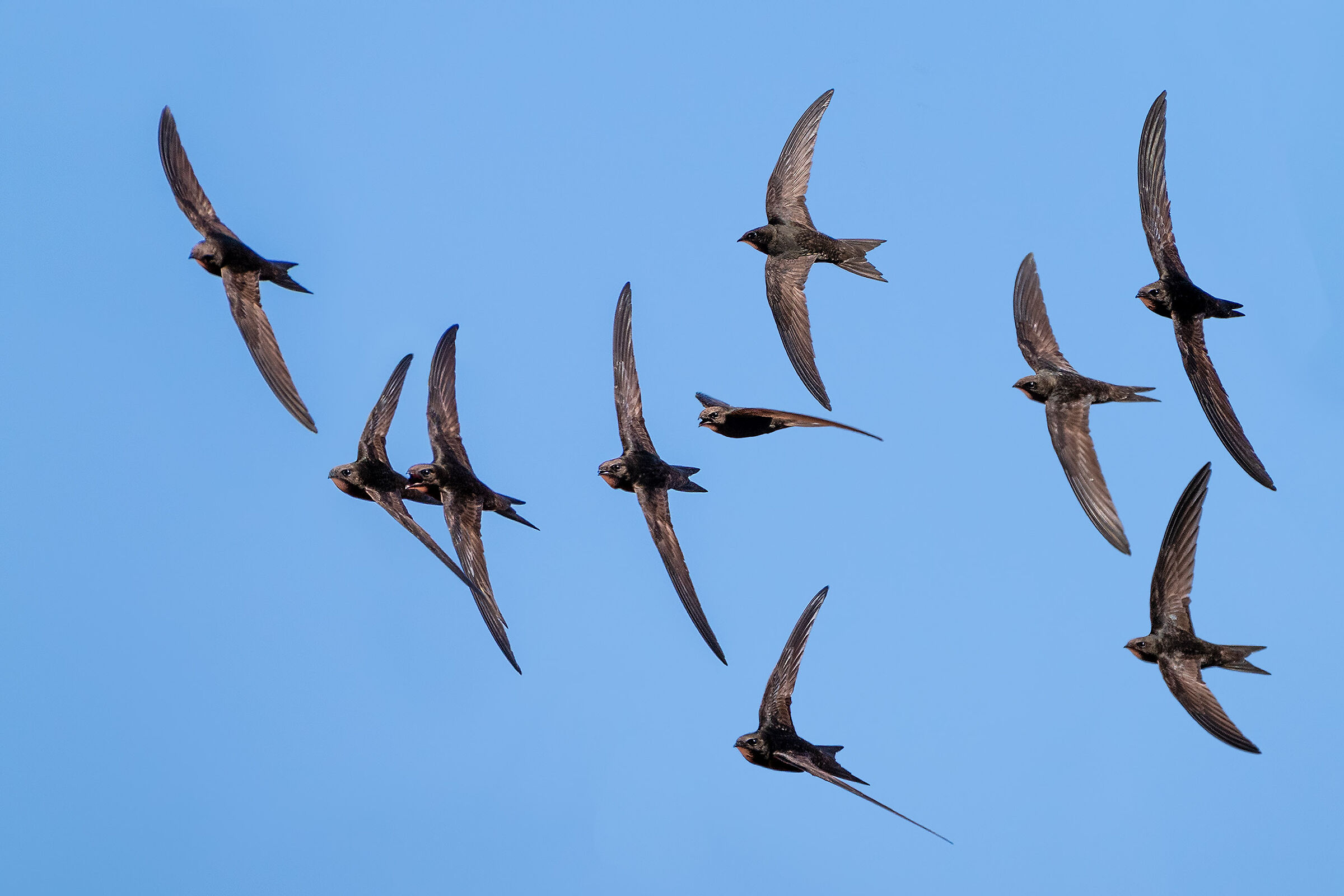 Common swift
