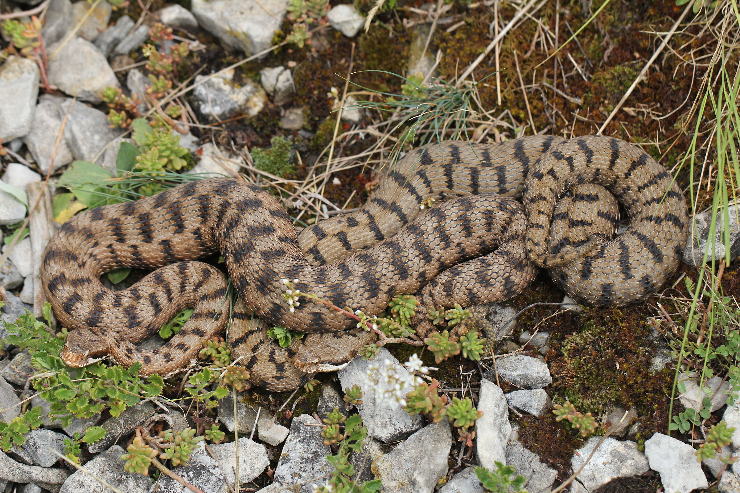 Vipera apsis francisciredi, femmine, 950m