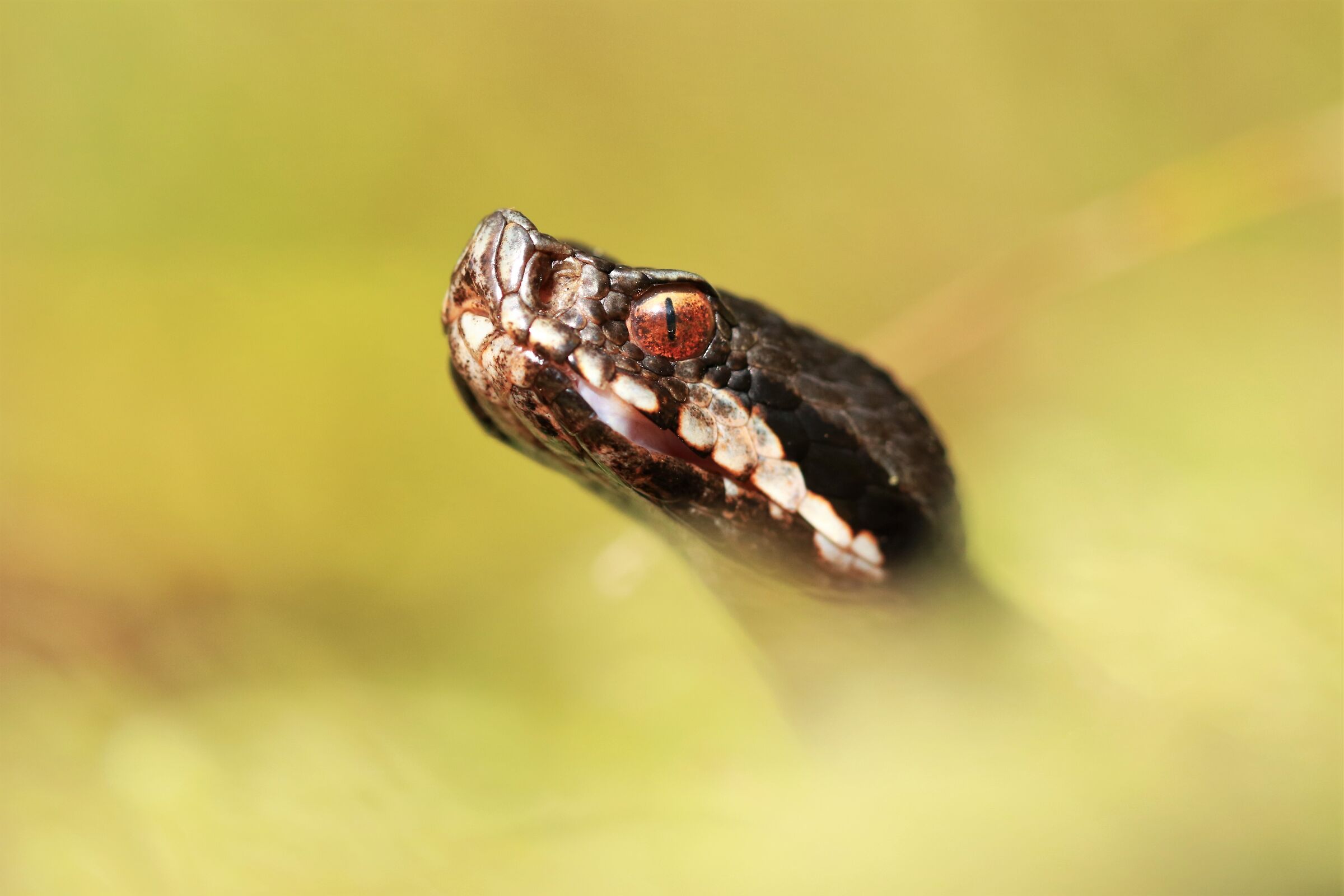 Vipera apsis francisciredi, maschio,1100m