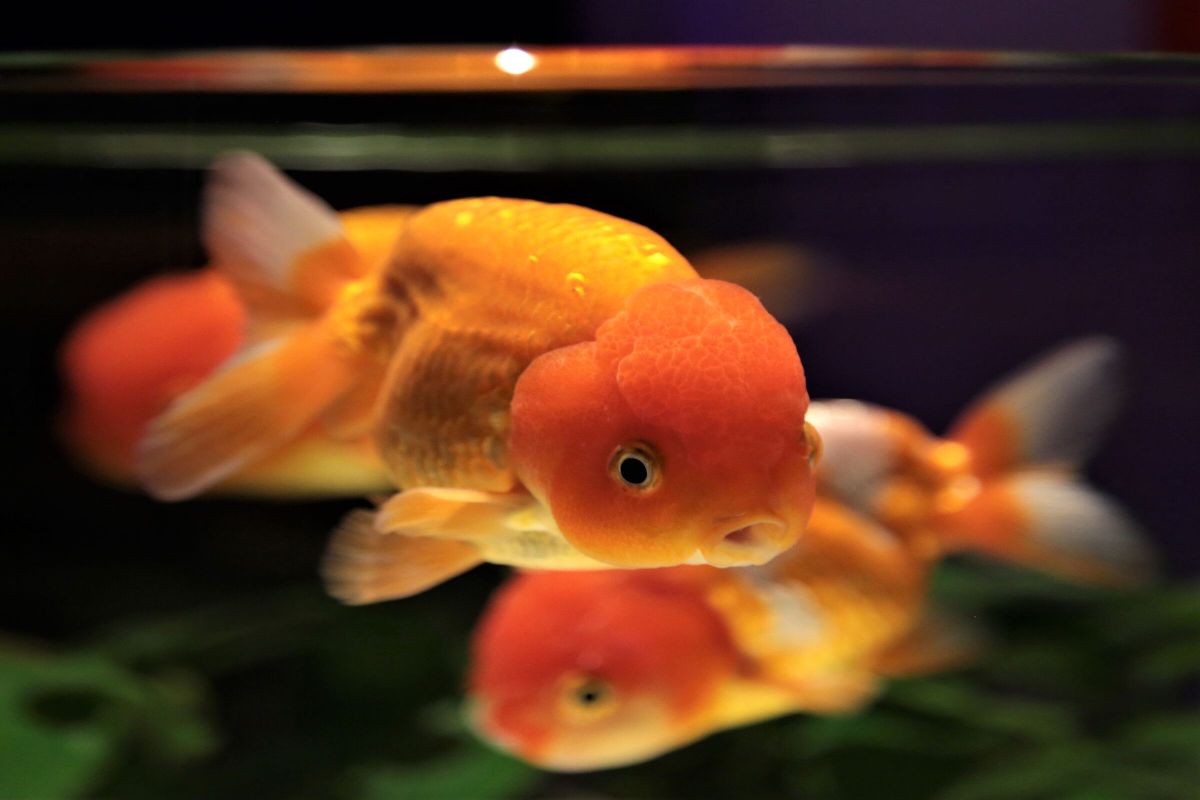 Kingyo - simbolo giapponese di prosperità