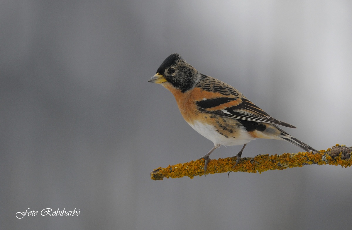 Peppola....... maschio....