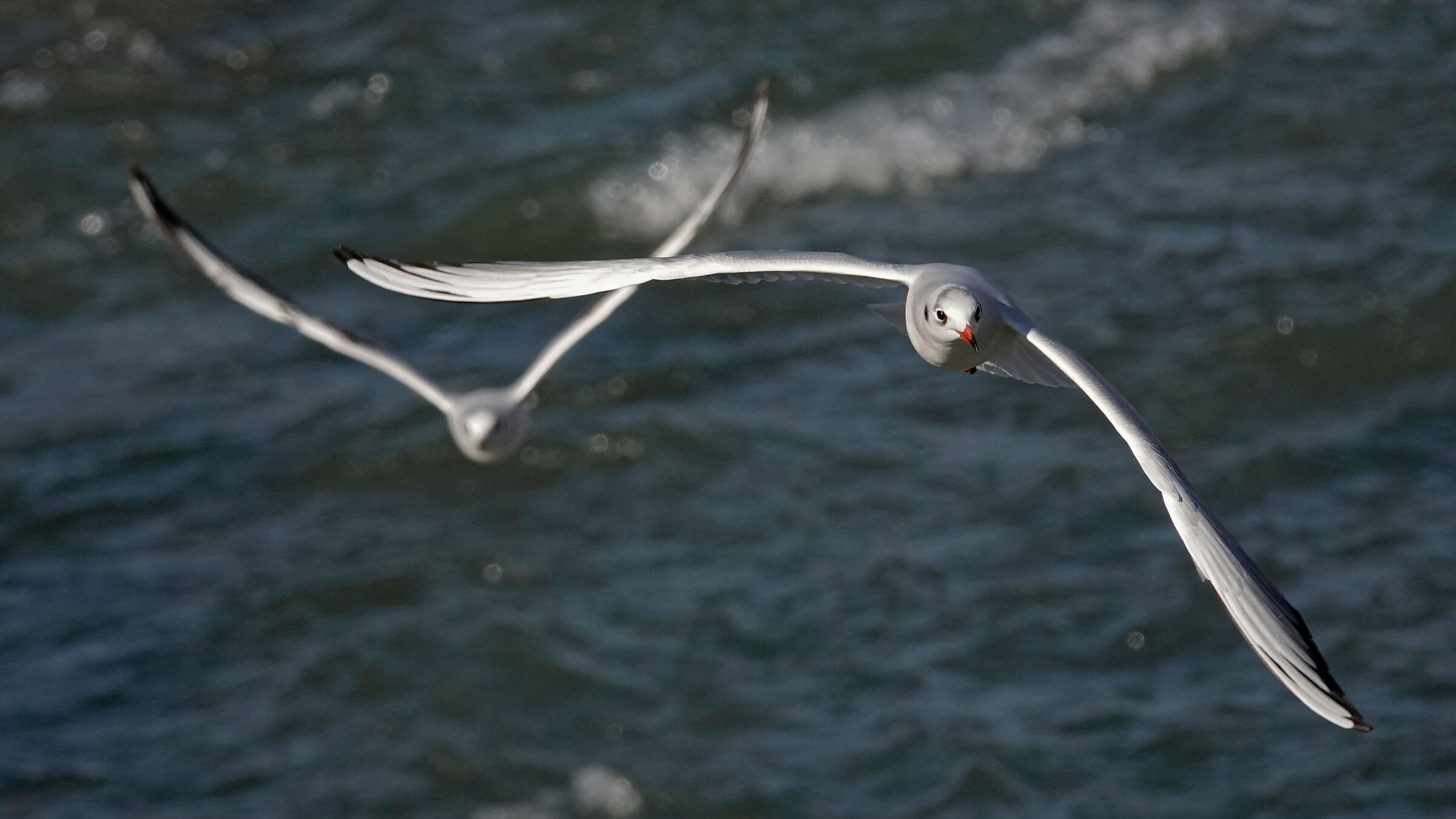gabbiani in volo: focale 600 mm