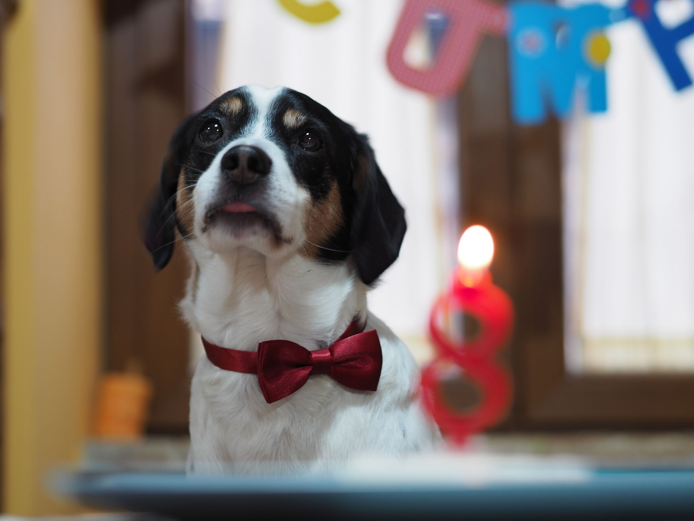 Birthday Tommy, 8 years old!