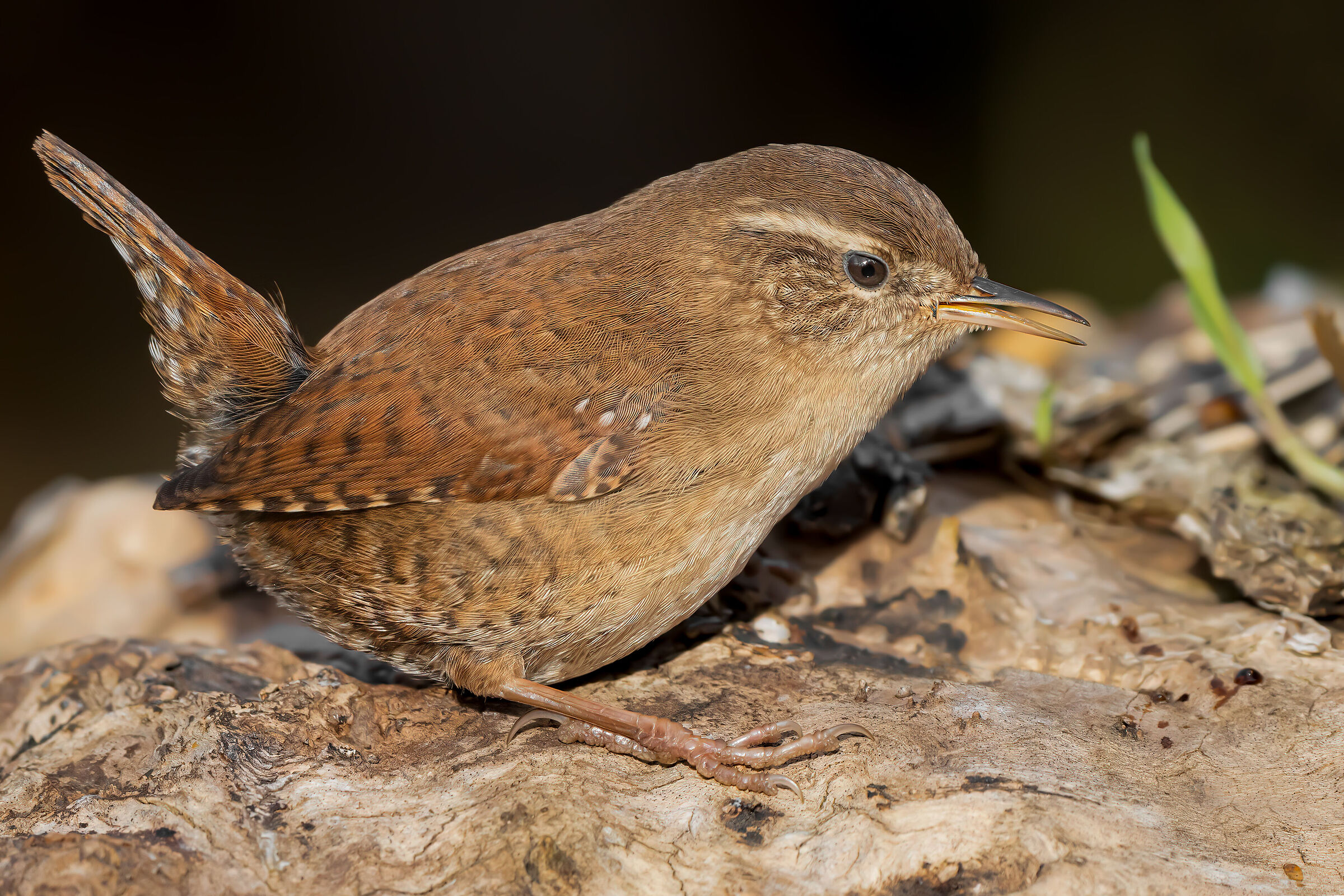 Wren
