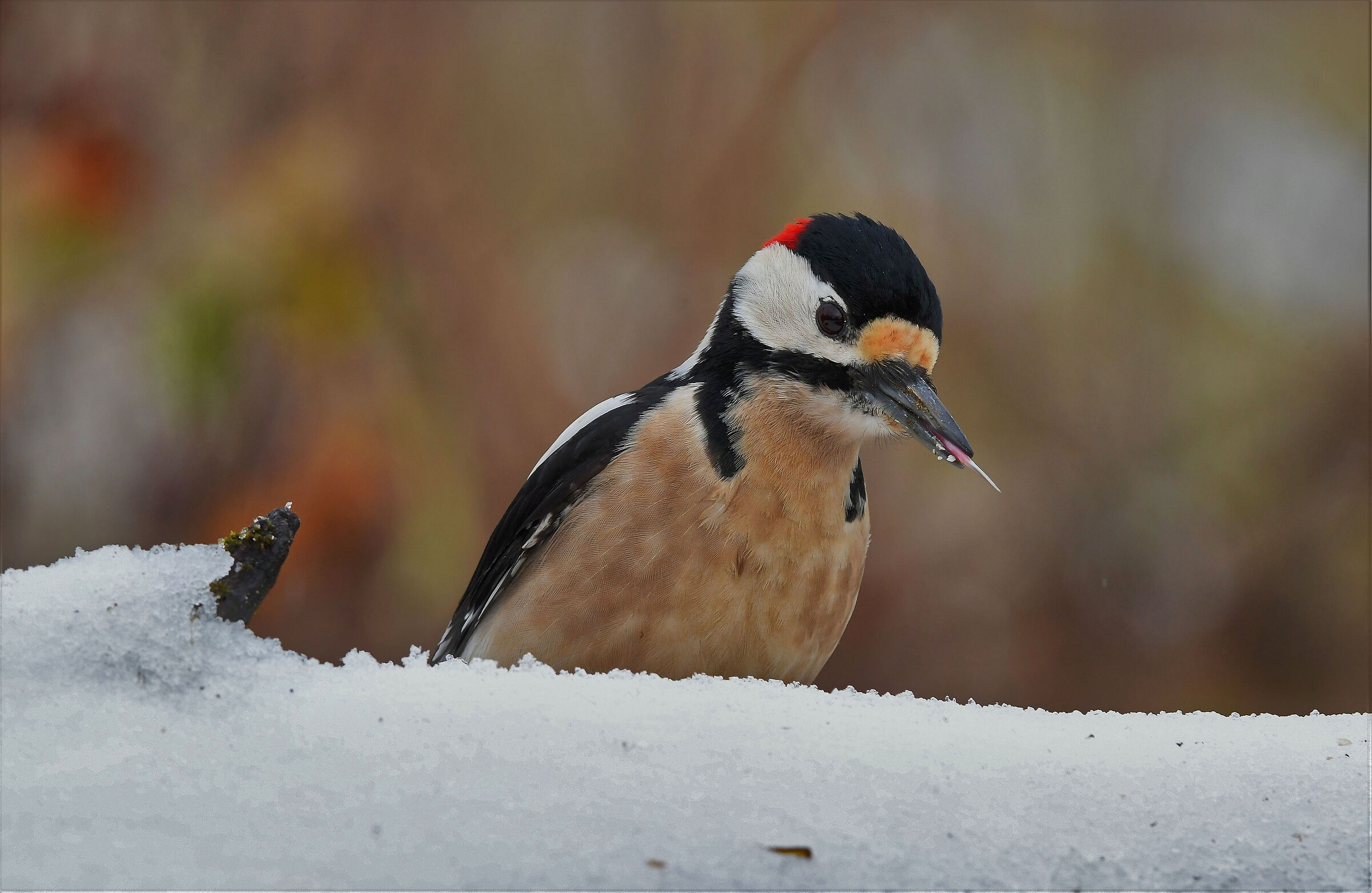 Picchio rosso e la neve