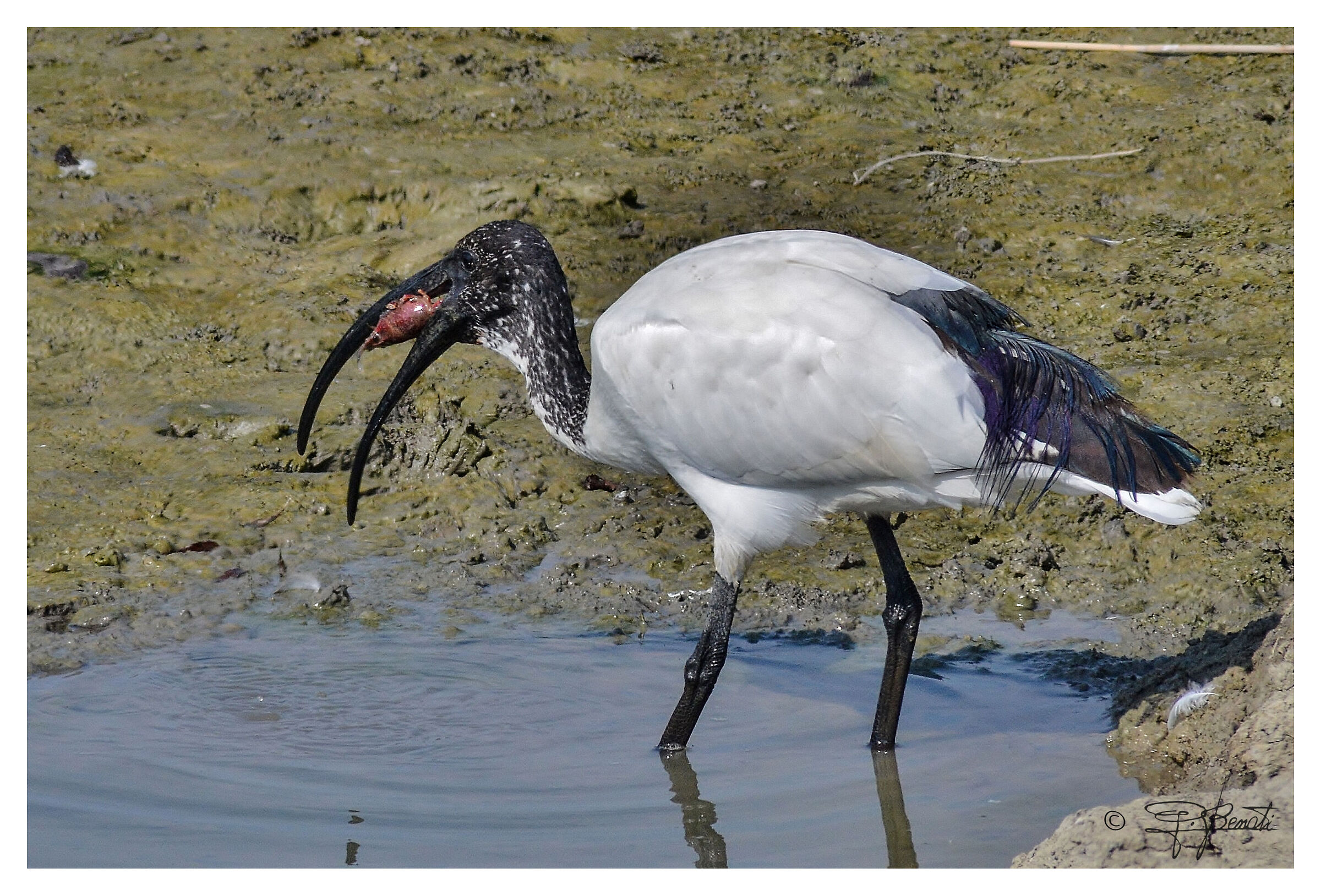 Sacred ibis