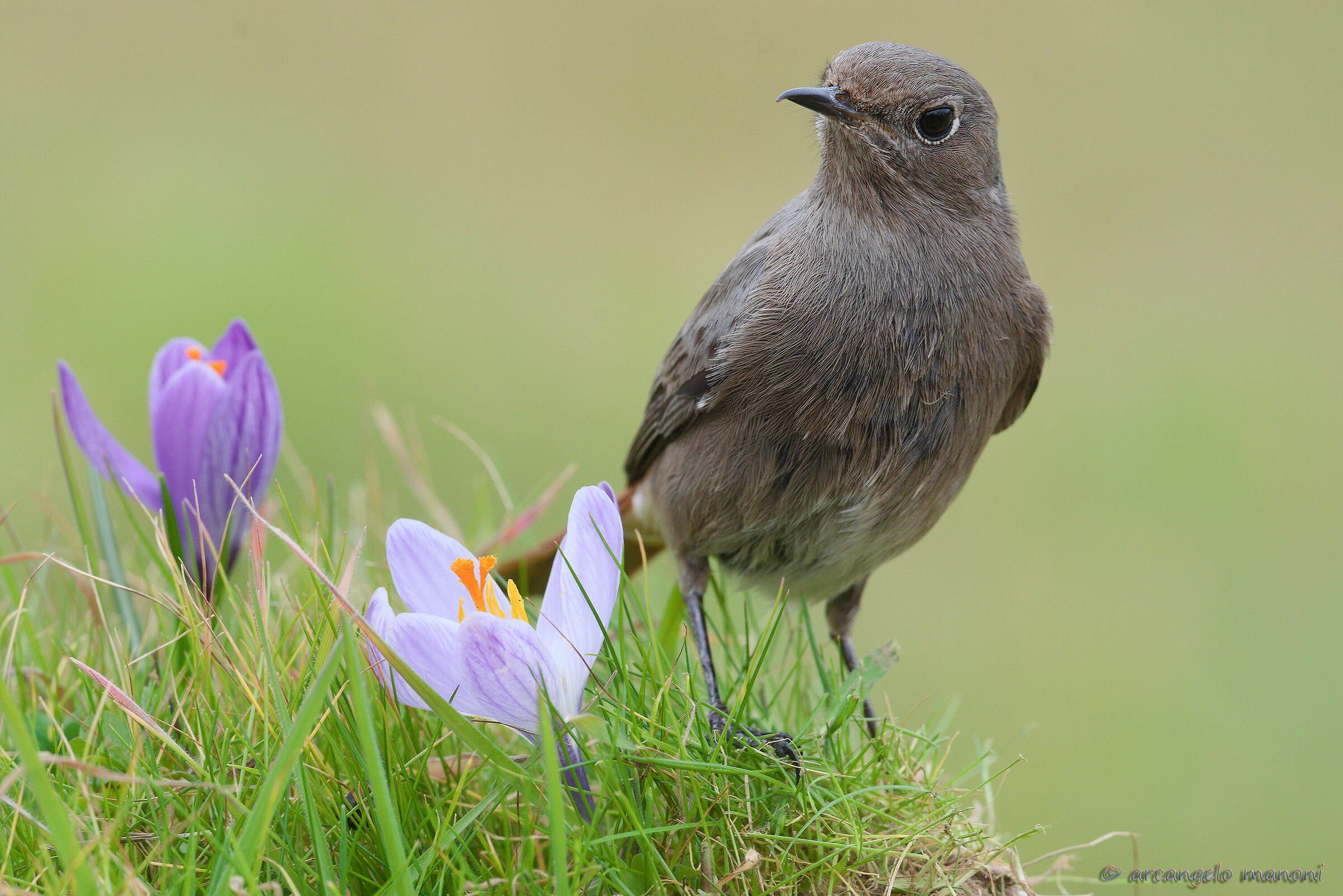 Codirosso and spring
