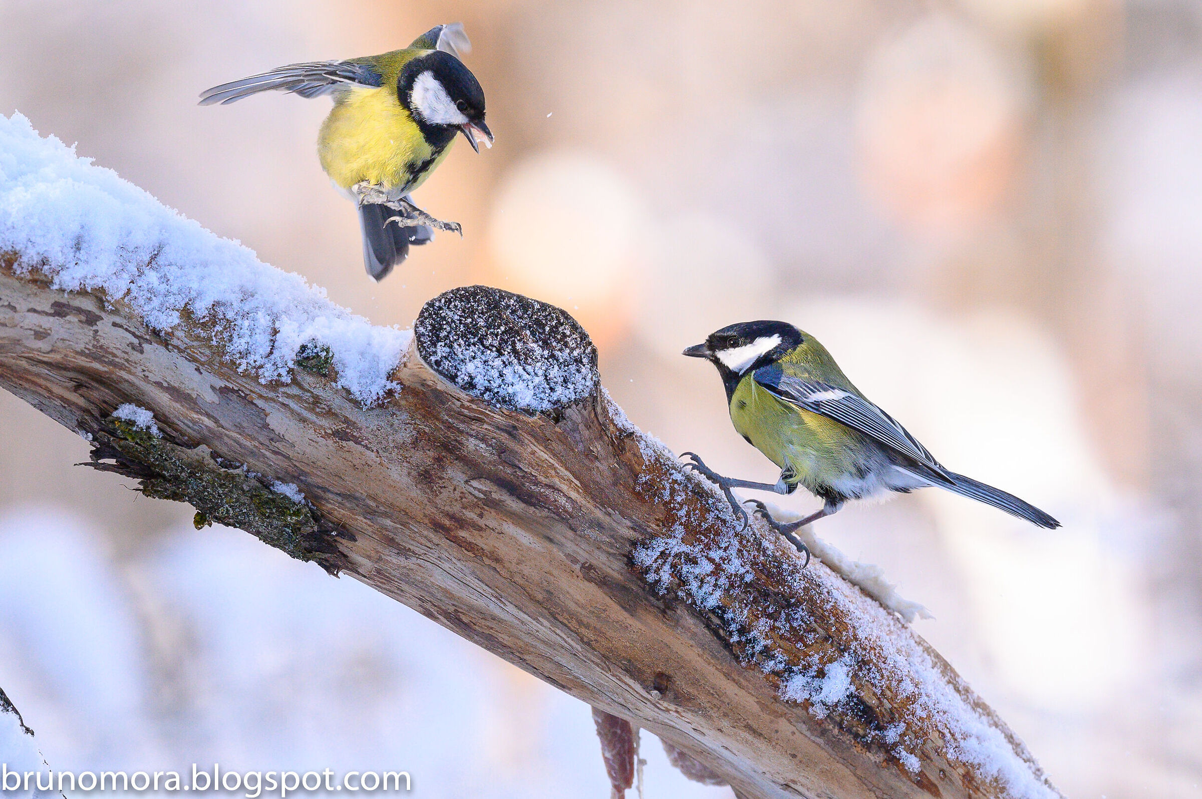 Husband-wife fight...
