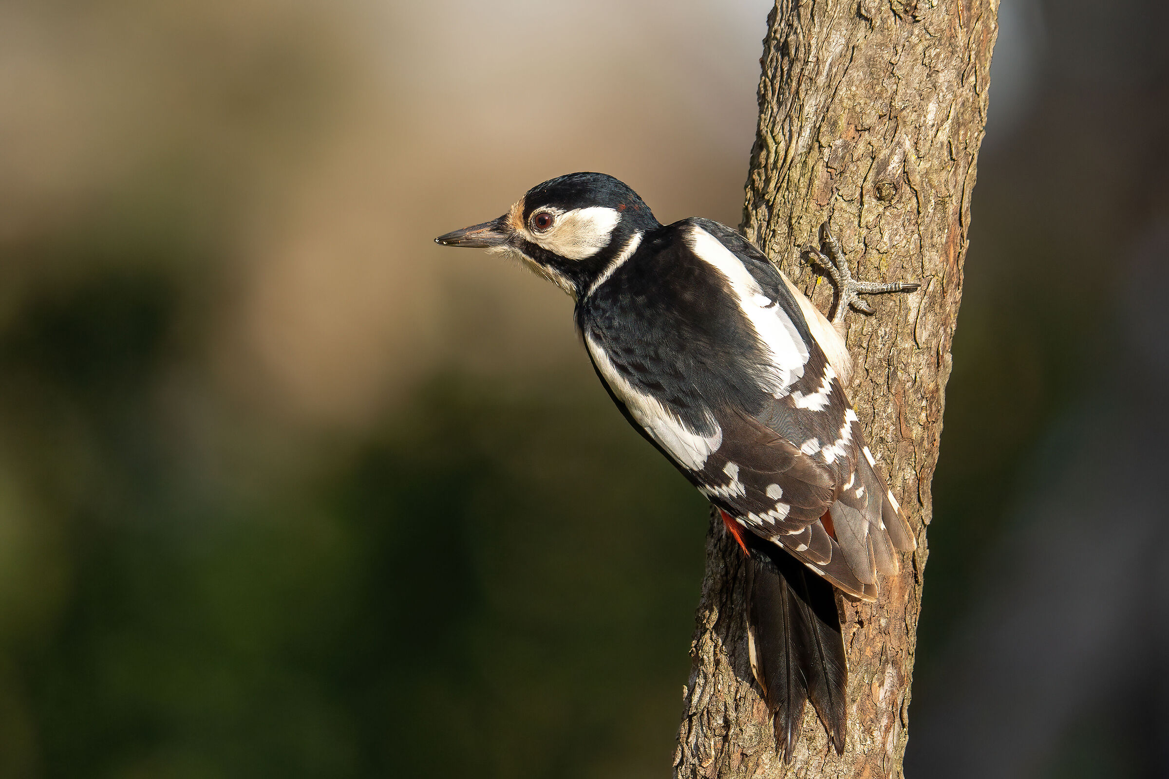 Greater red woodpecker