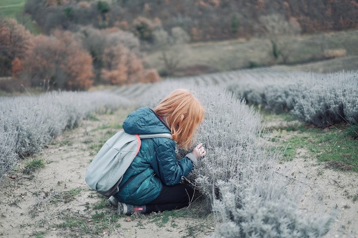Il lavandeto d'inverno