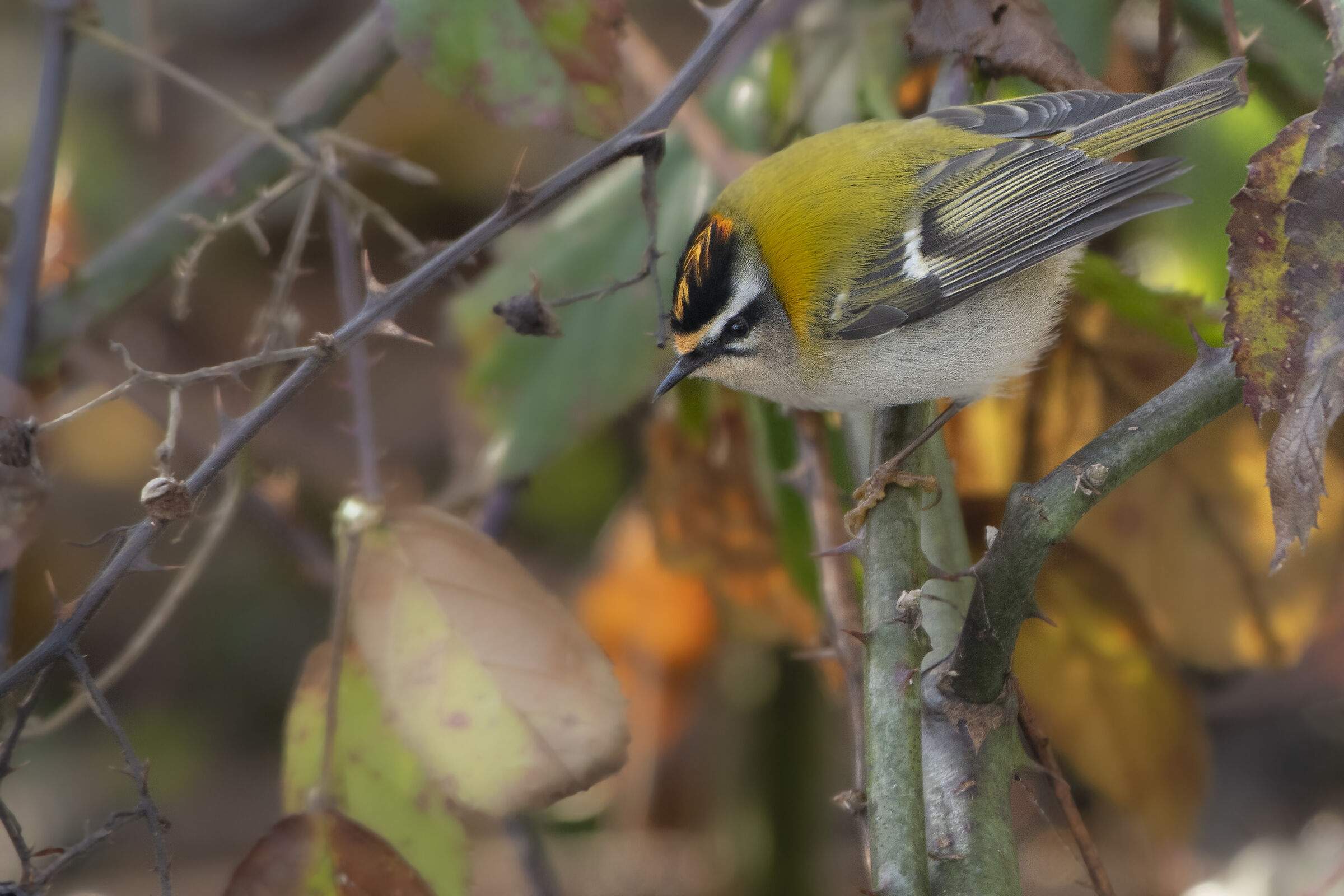 regolo o fiorrancino?