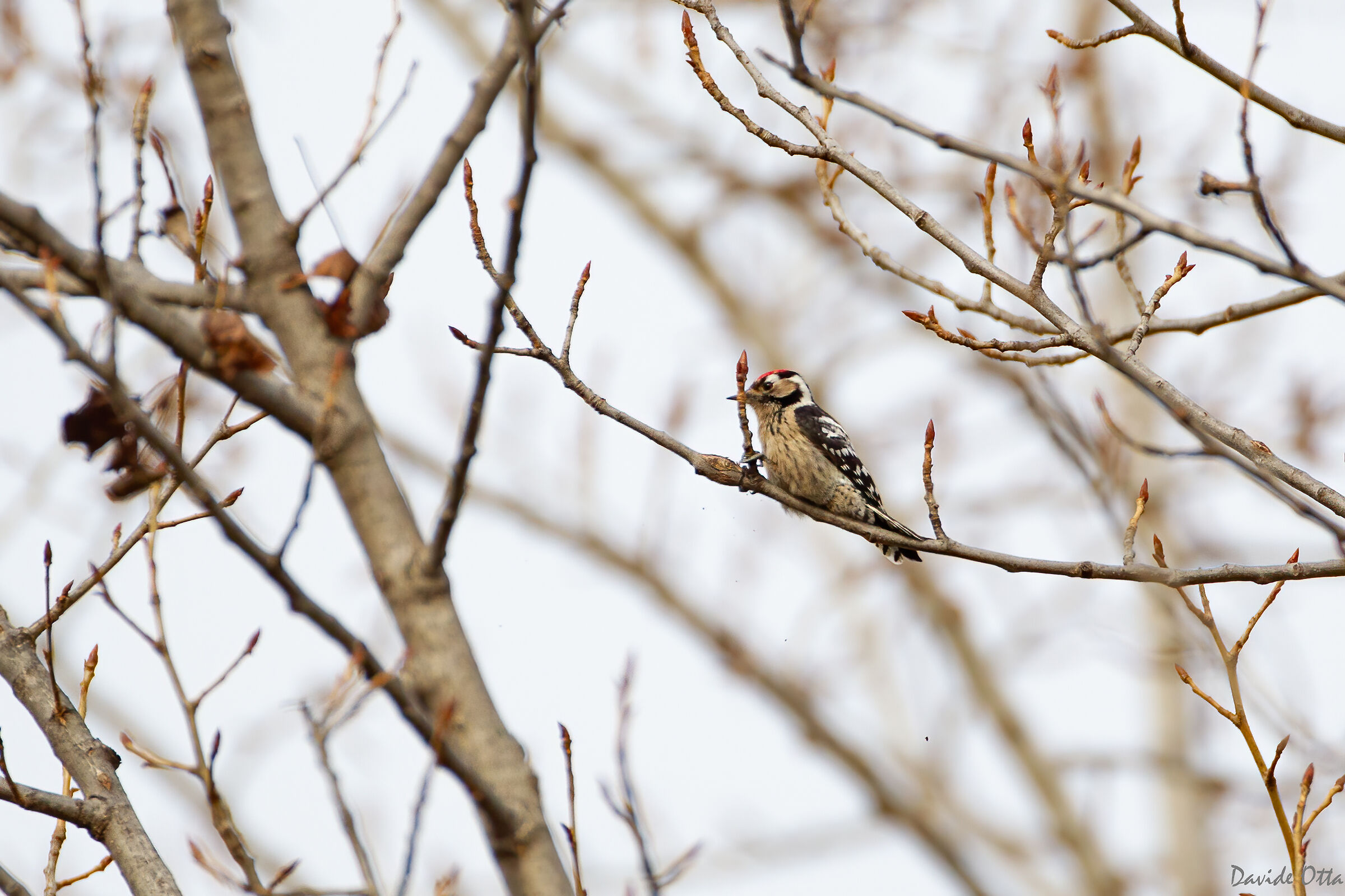 Picchio rosso minore