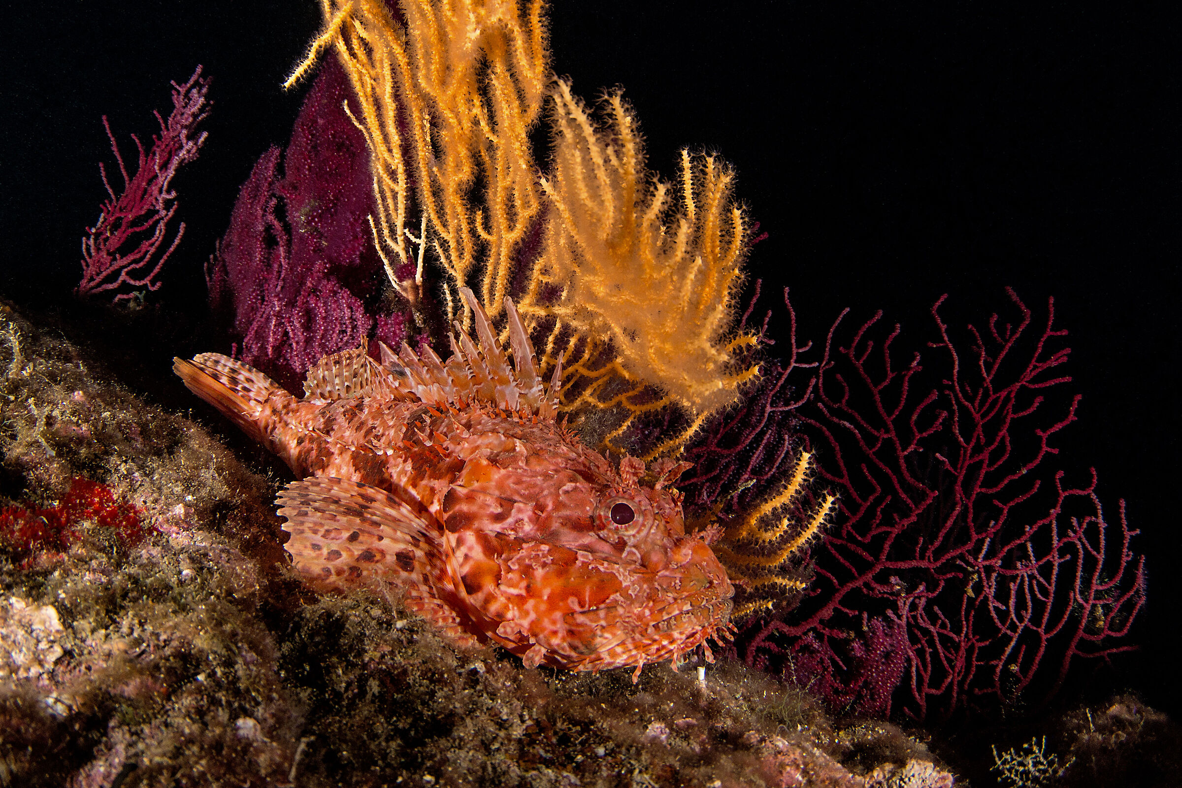 Scorfano rosso - Banco di Santa Croce