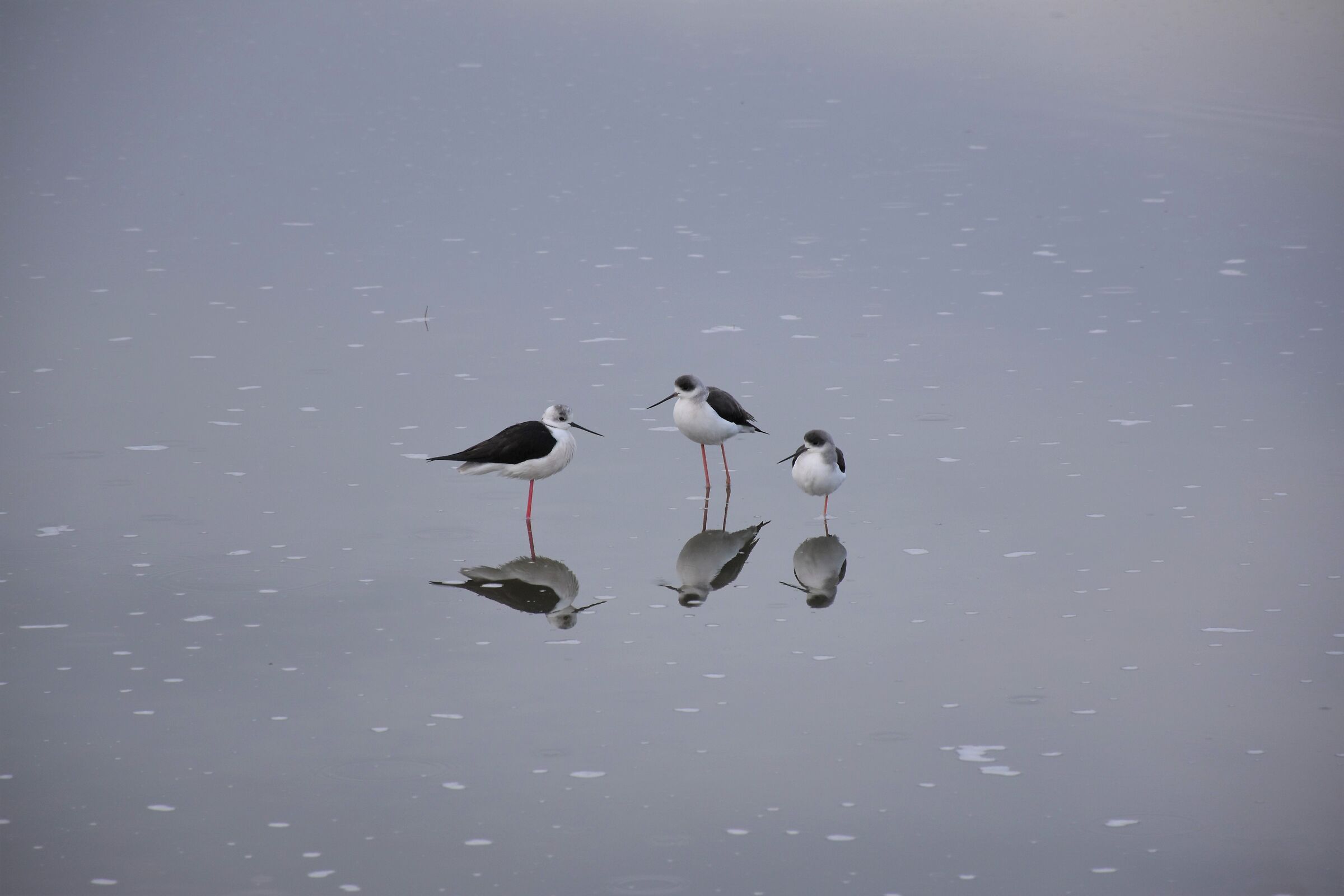" Il mio cartone preferito"