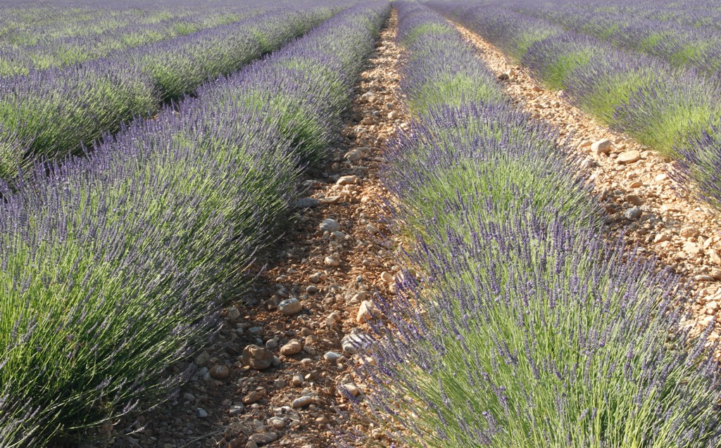 Profumo di lavanda