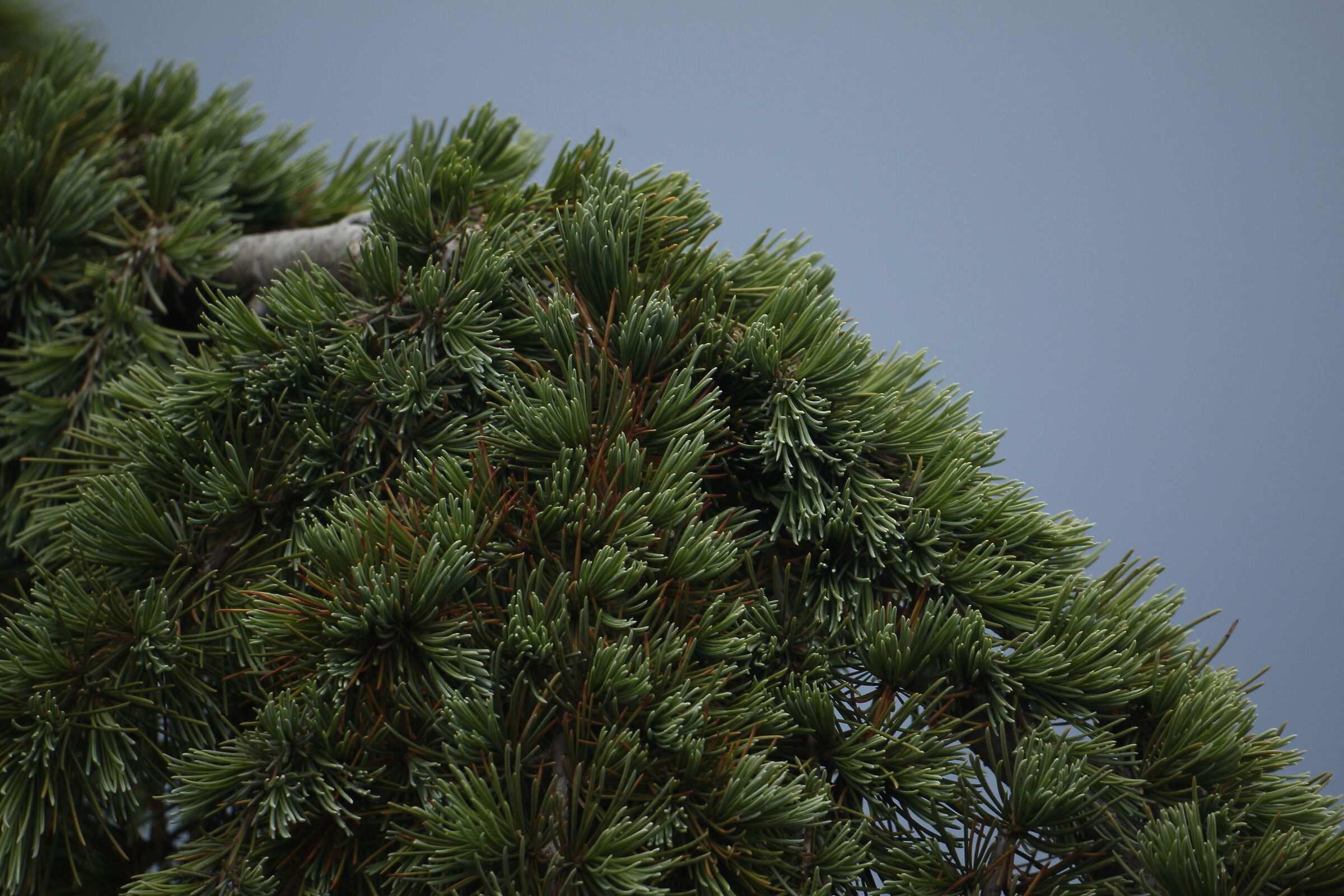 pino poco prima del temporale