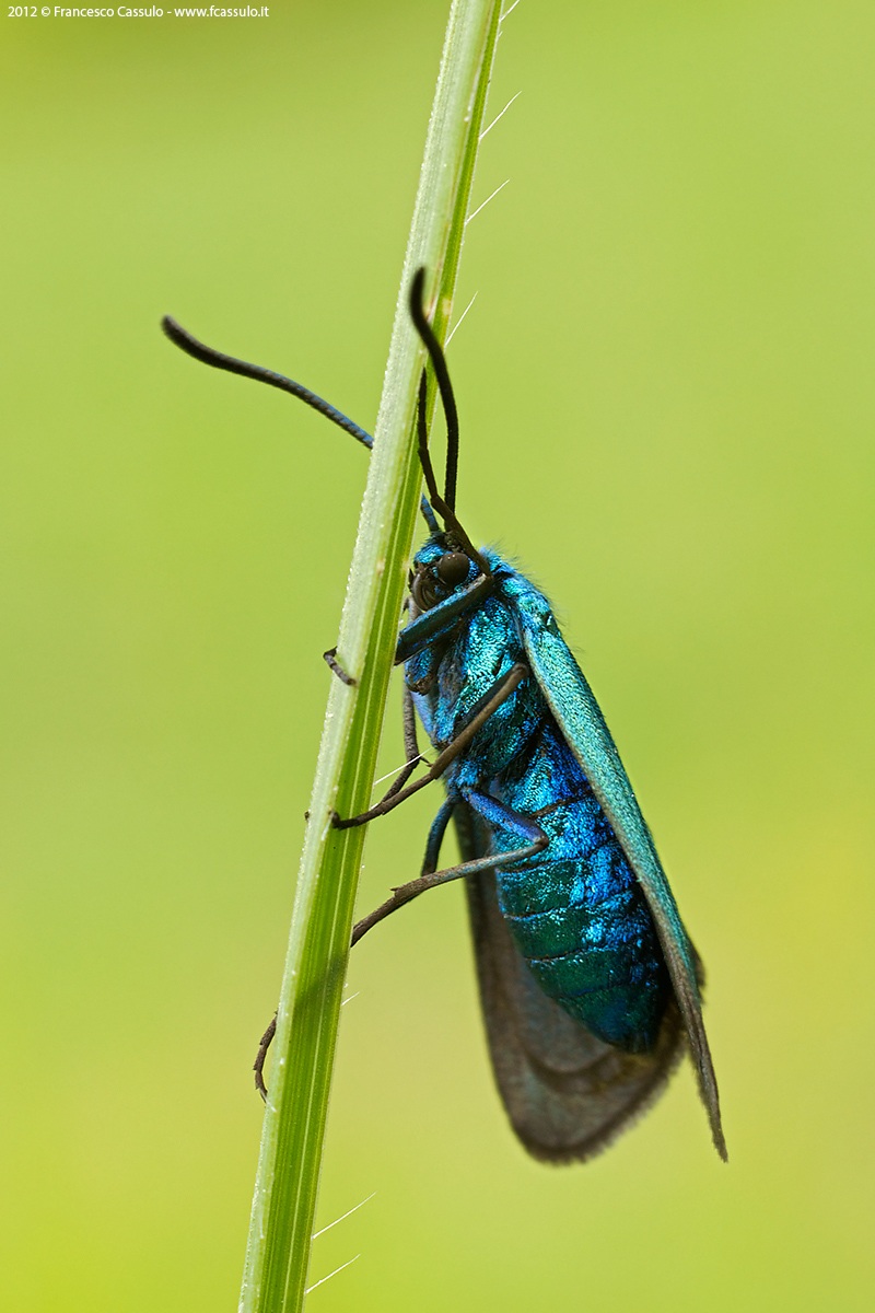 Adscita Retzius, 1783