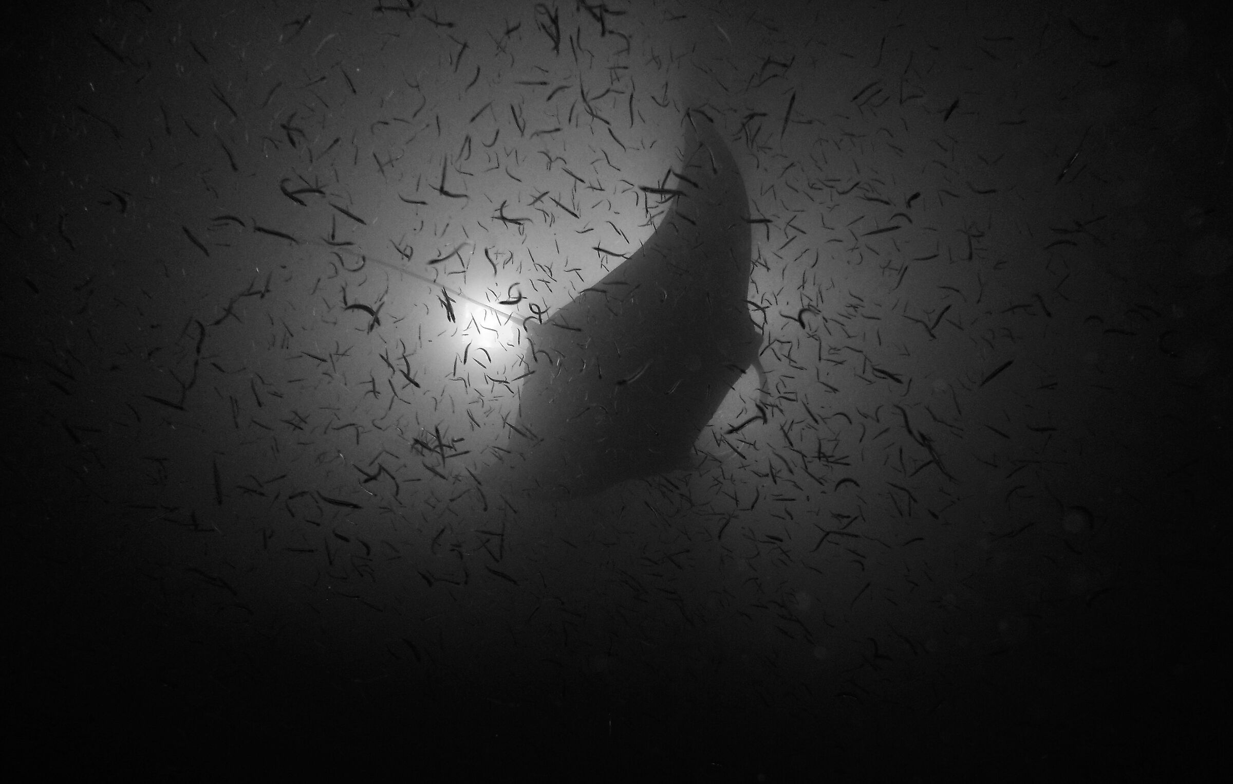 Manta