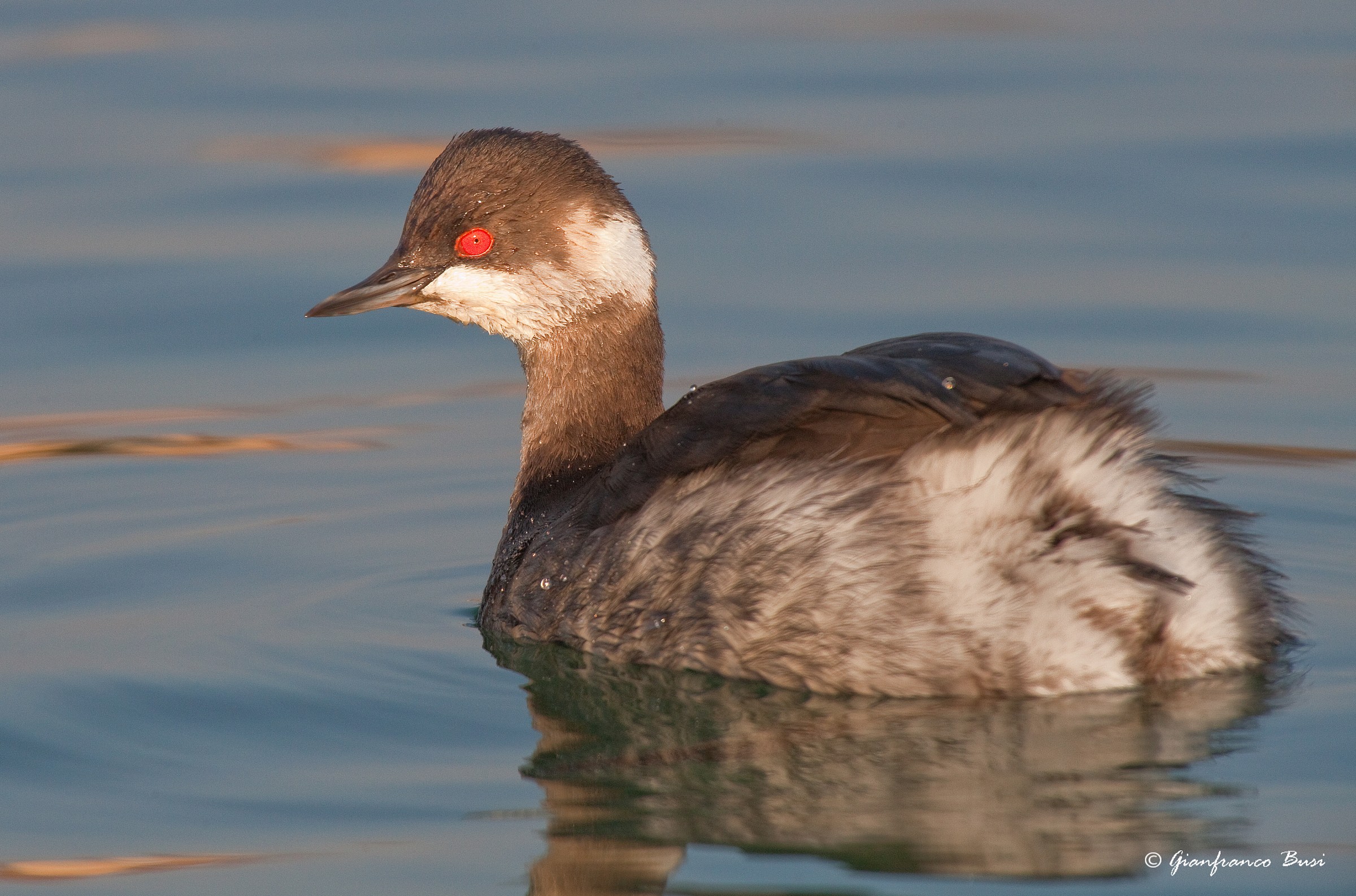 svasso piccolo - podiceps nigricollis