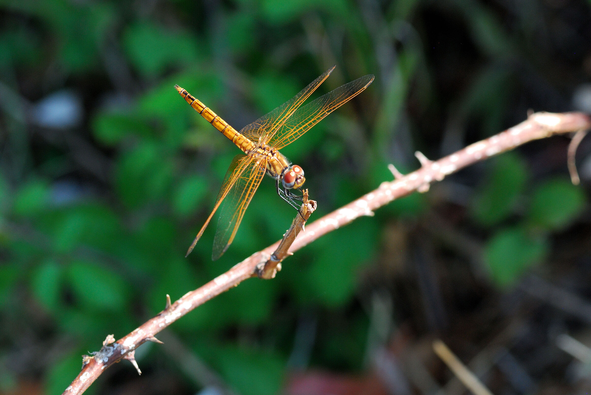 yellow dragonfly